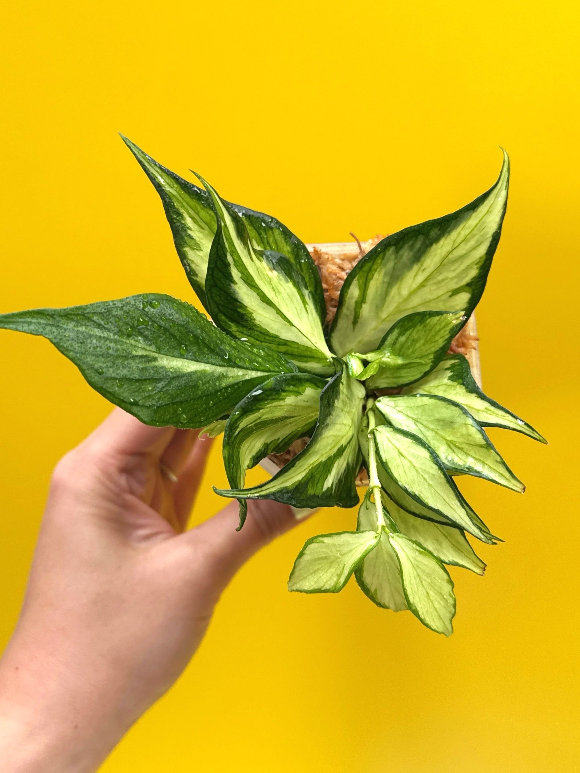 Hoya Polyneura Albomarginata Inner Variegated multi-planted in Small Square Clear Pot for sale | Shop Rare Variegated Hoya Houseplants in Sydney, Australia | Melty Plants E-Store, Online