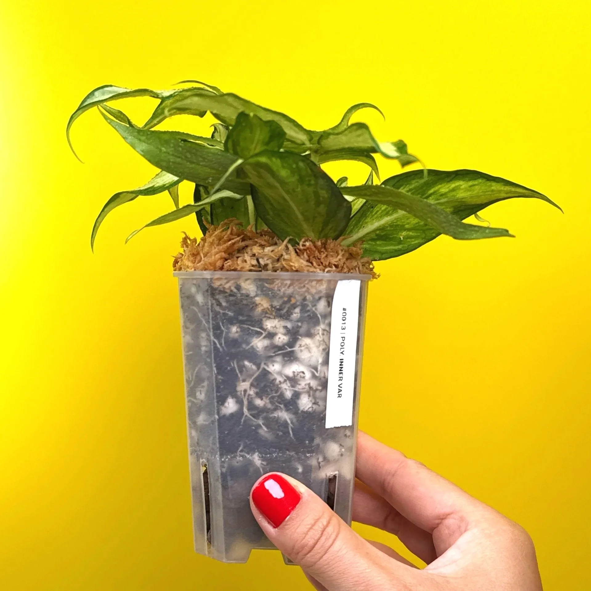 Hoya Polyneura Albomarginata Inner Variegated multi-planted in Small Square Clear Pot for sale | Shop Rare Variegated Hoya Houseplants in Sydney, Australia | Melty Plants E-Store, Online