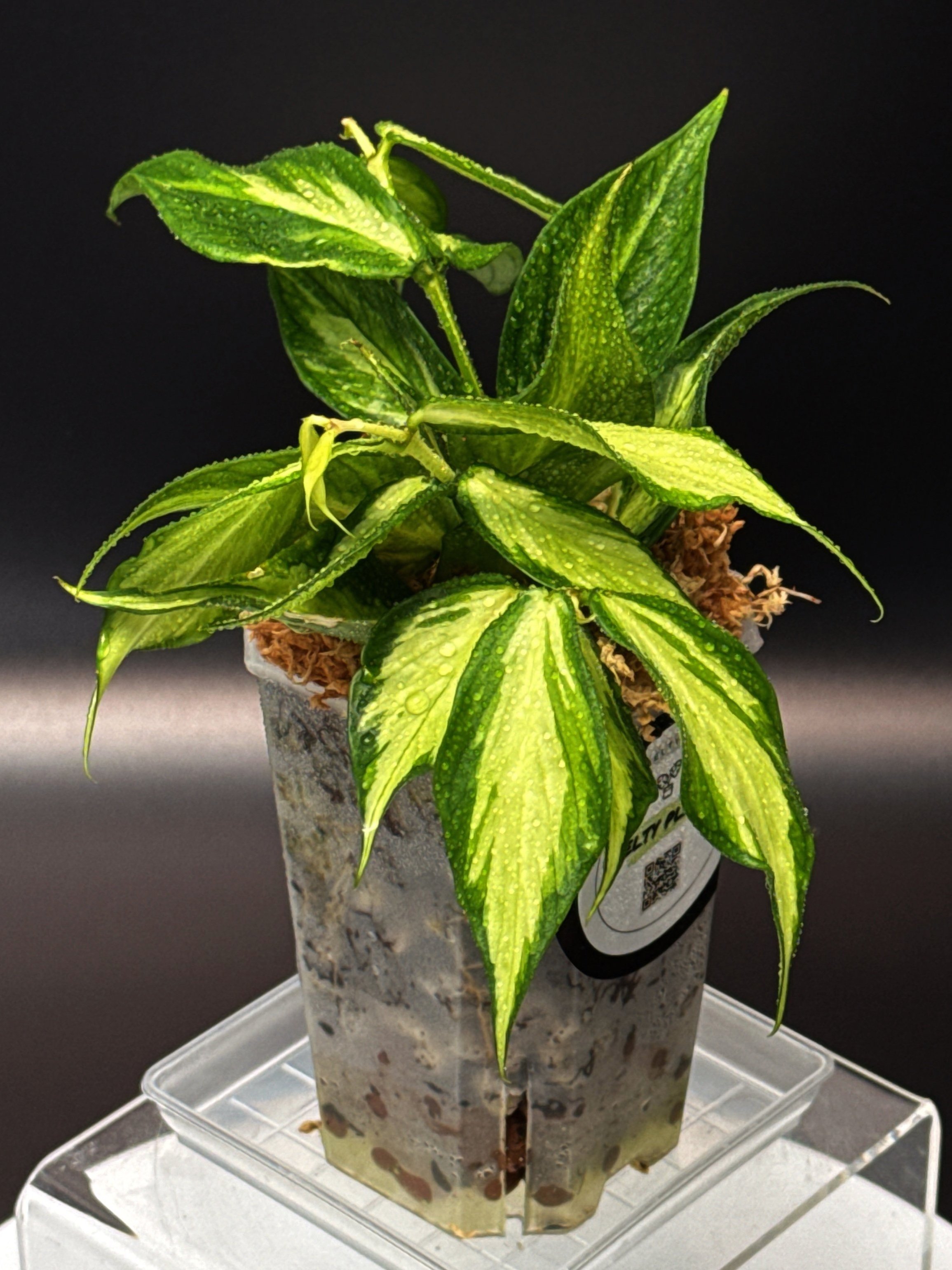 Hoya Polyneura Albomarginata Inner Variegated multi-planted in Small Square Clear Pot for sale | Shop Rare Hoya Houseplants in Sydney, Australia | Melty Plants E-Store, Online