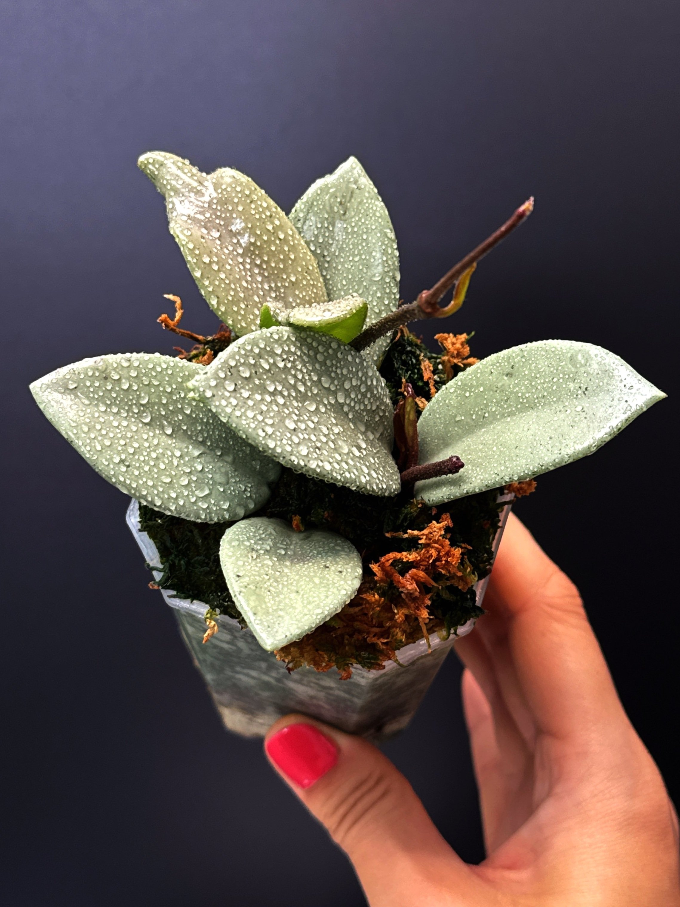 Hoya Carnosa Wilbur Graves Super Silver in a small clear square pot + saucer | Shop Rare Hoya Houseplants from Sydney, Australia | Melty Plants E-Store, Online