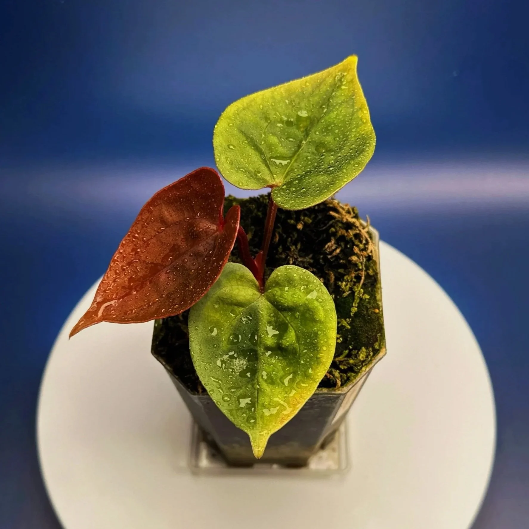 ANTHURIUM Reverse 'Bubble Butt' (Luxurians x Bloodmoon)