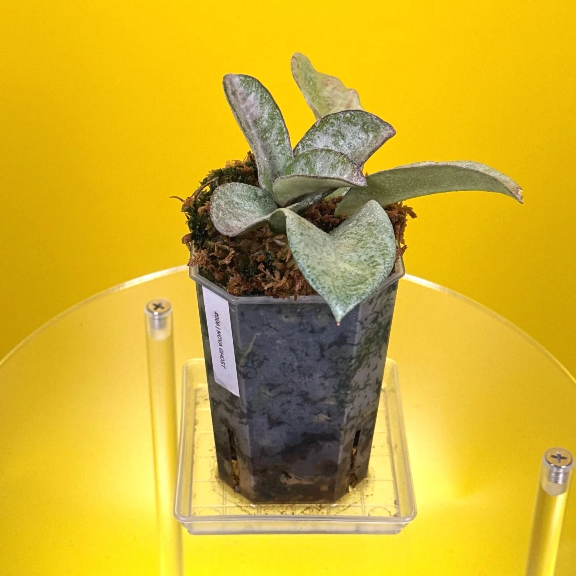 Hoya Carnosa Nova Ghost multi-planted in a small square pot for sale in Sydney, Australia