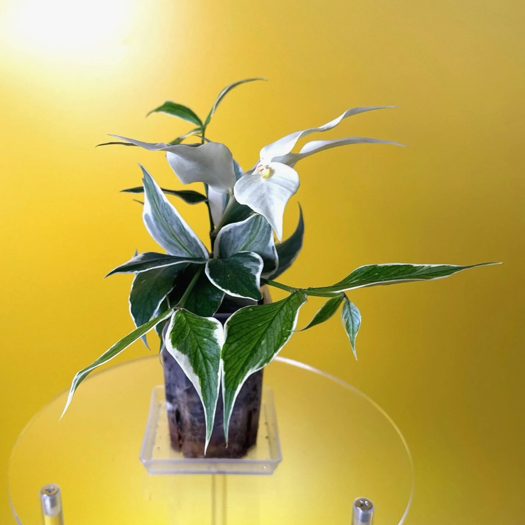 Hoya Polyneura Albomarginata | Shop Rare Hoya Houseplants in Sydney, Australia | Melty Plants E-Store, Online