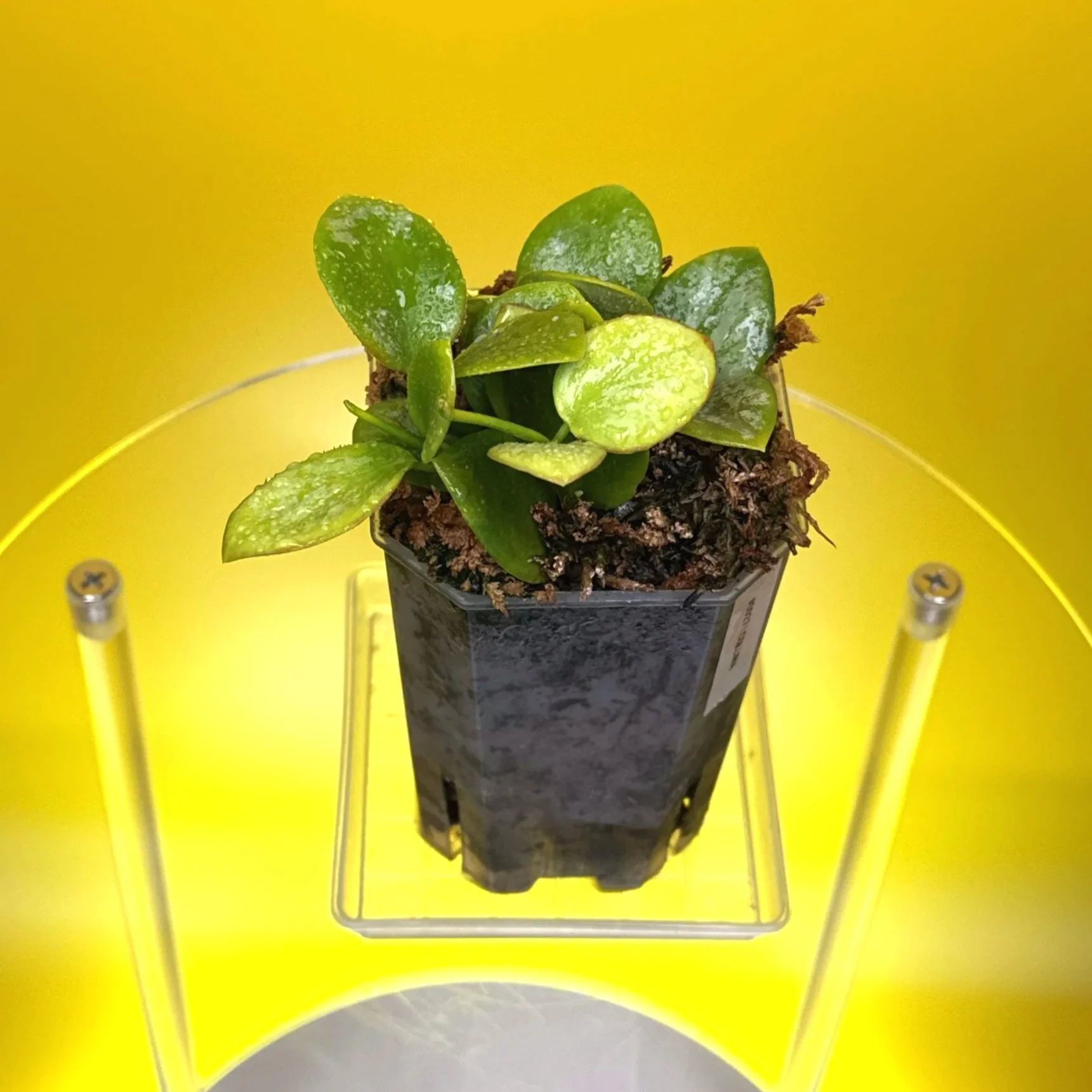 Hoya Collina in a small clear square pot for sale | Shop Rare Hoya Plants in Sydney, Australia | Melty Plants E-Store, Online