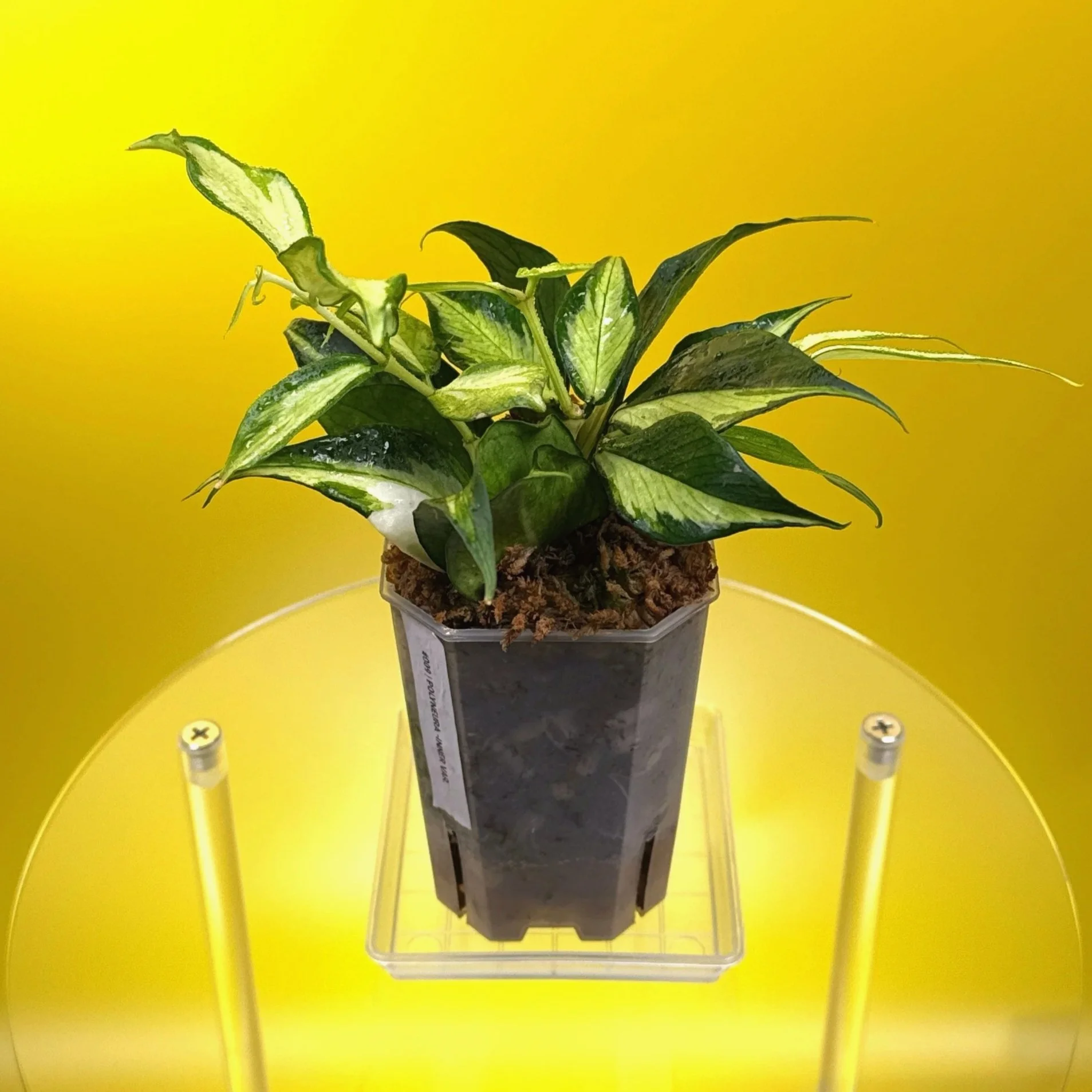 Hoya Polyneura Albomarginata Inner Variegated multi-planted in Small Square Clear Pot for sale | Shop Rare Variegated Hoya Houseplants in Sydney, Australia | Melty Plants E-Store, Online