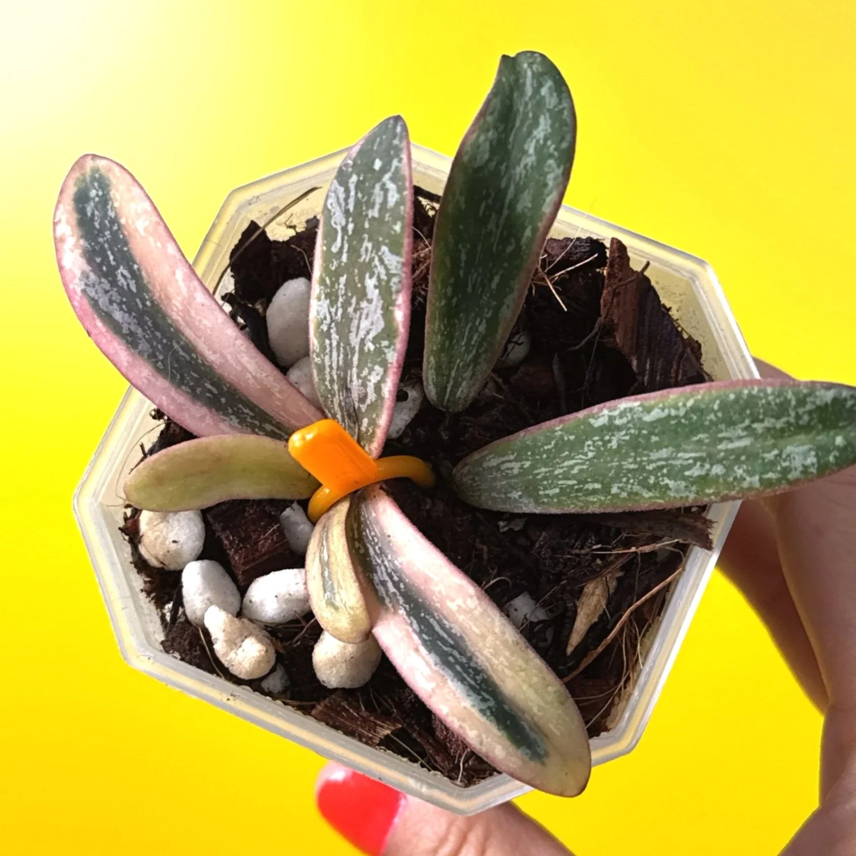 Hoya Sigillatis Outer Variegated | Shop Rare Variegated Hoya Houseplants in Sydney, Australia | Melty Plants E-Store, Online