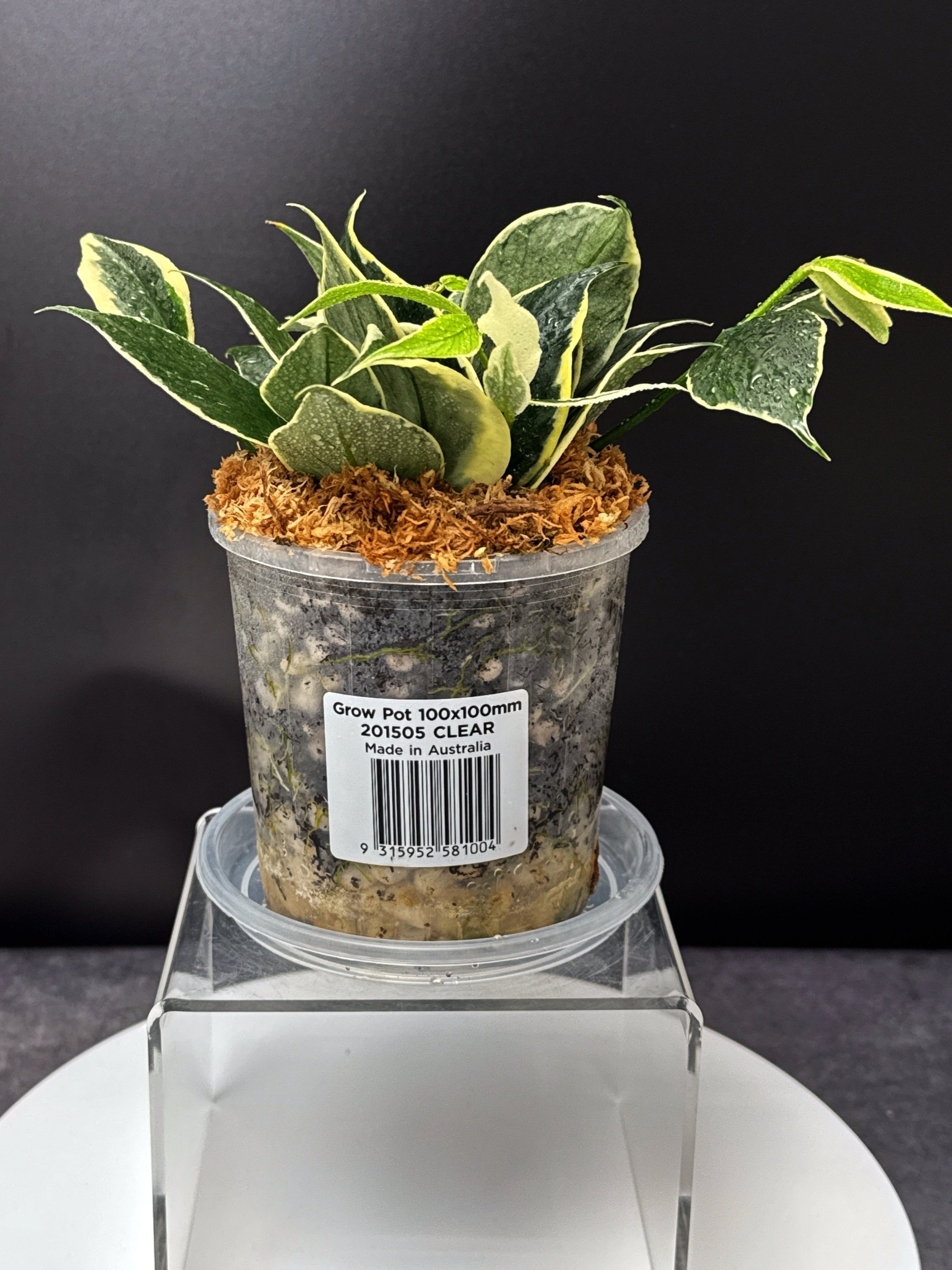 Hoya Polyneura Albomarginata in 100mm Clear Pot for sale | Shop Rare Hoya Houseplants in Sydney, Australia | Melty Plants E-Store, Online