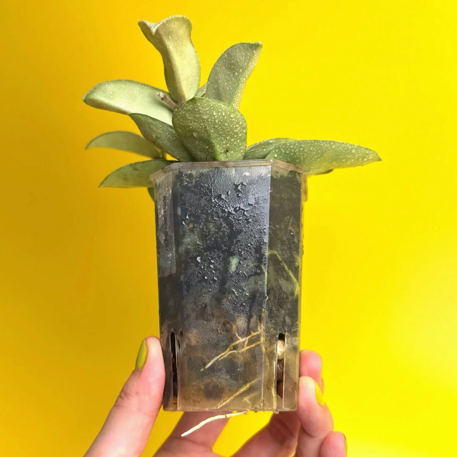 Hoya Carnosa Grey Ghost | Shop Rare Silver Hoya Houseplants | Melty Plants Australia
