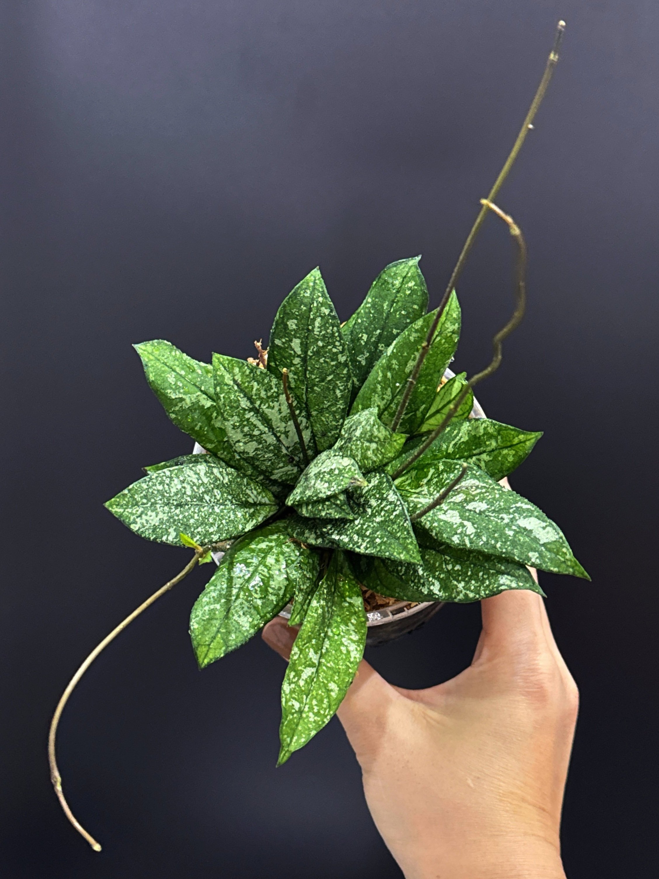 HOYA Crassipetiolata Splash