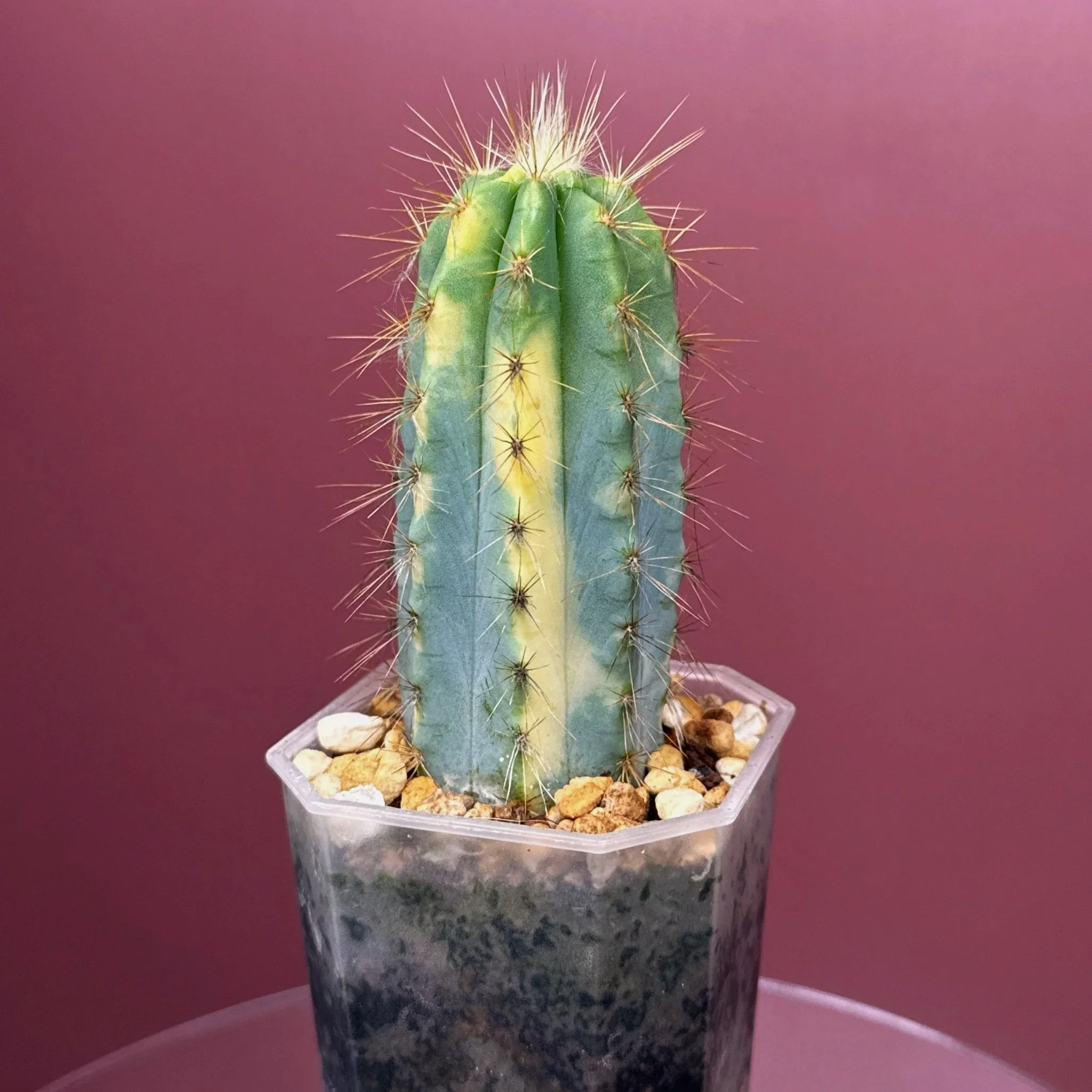 CACTUS Pilosocereus Pachycladus﻿ Variegated