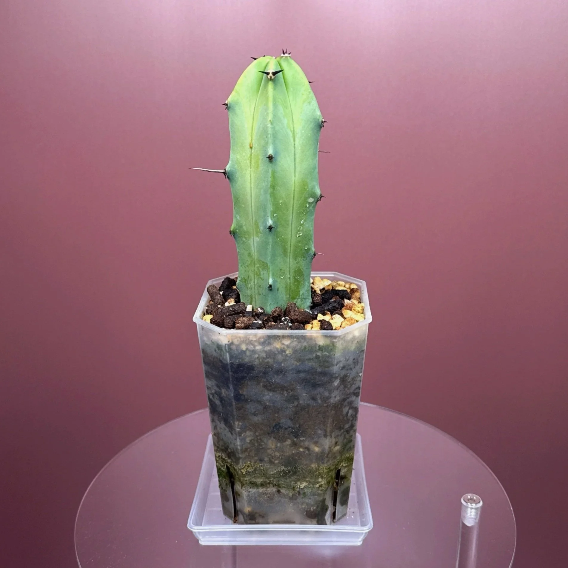 Cactus Myrtillocactus Geometrizans﻿ 'Blue Candle' | Shop Rare Blue Cacti in Sydney, Australia | Melty Plants E-Store, Online