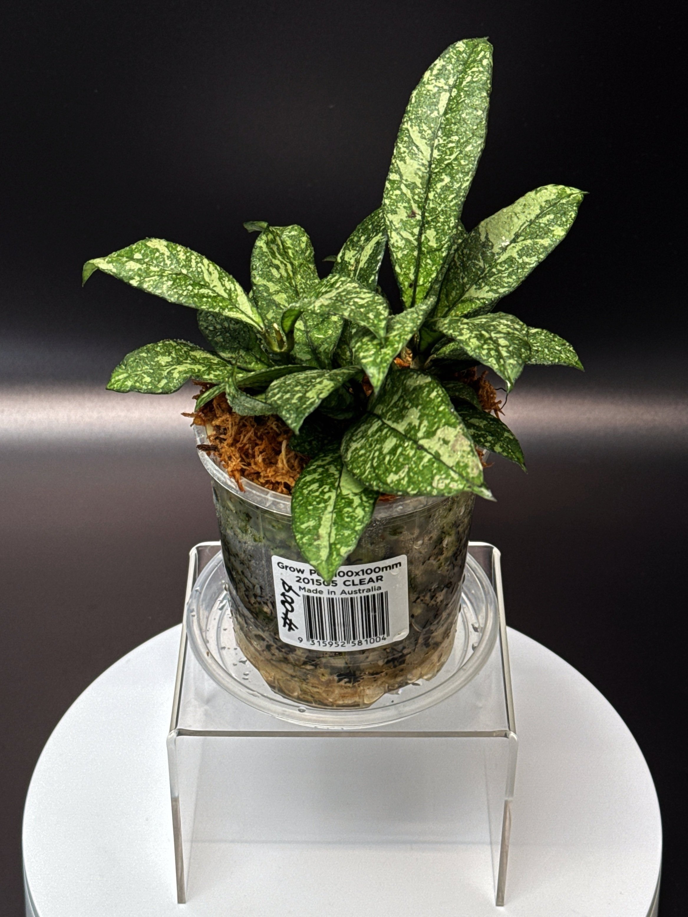 Hoya Crassipetiolata Splash multi-planted in 100mm Clear Pot for sale | Shop Rare Hoya Houseplants in Sydney, Australia | Melty Plants E-Store, Online