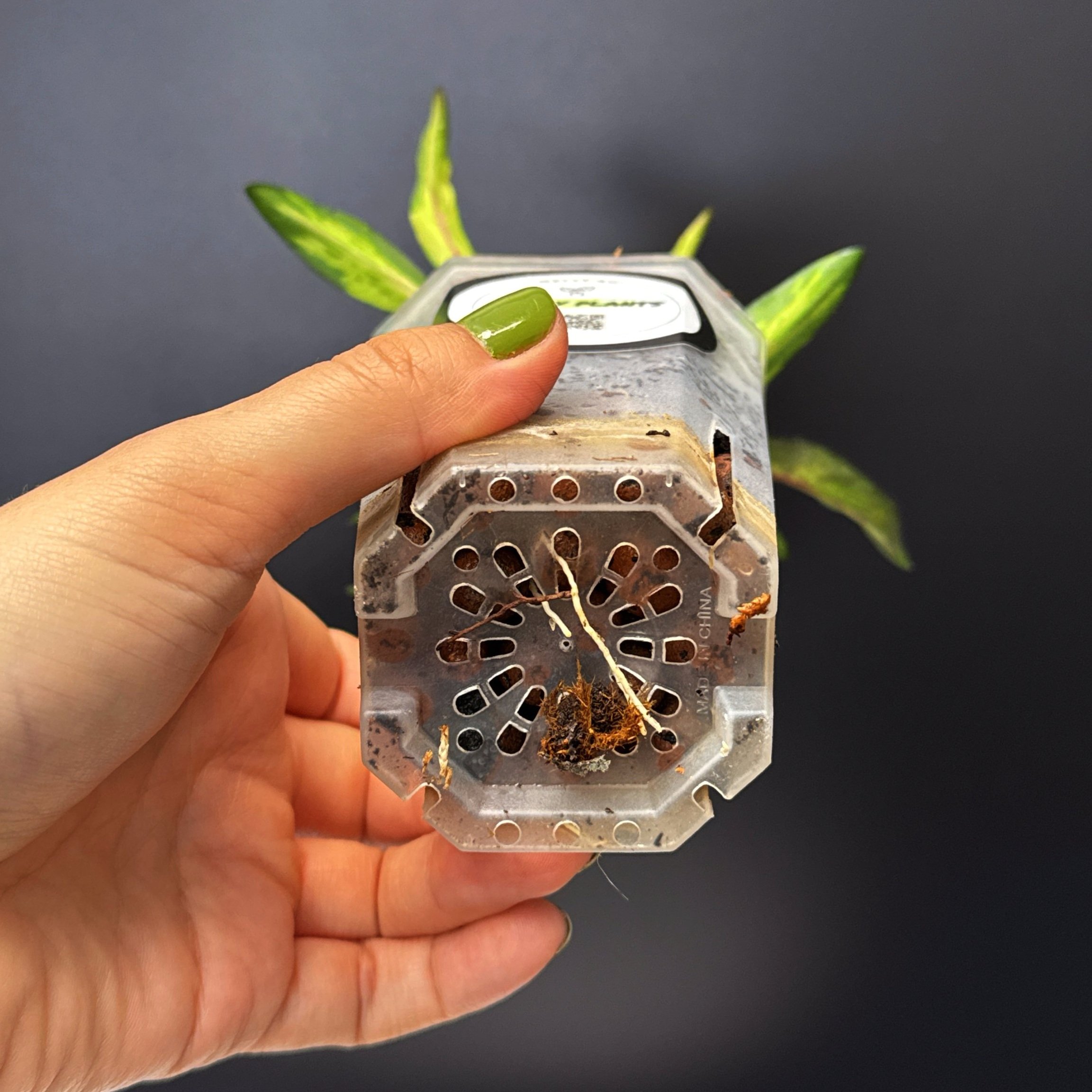 Hoya Wayetii Variegated in Small Clear Square Pot and Saucer for sale | Shop Rare Hoya Houseplants | Melty Plants Sydney Australia