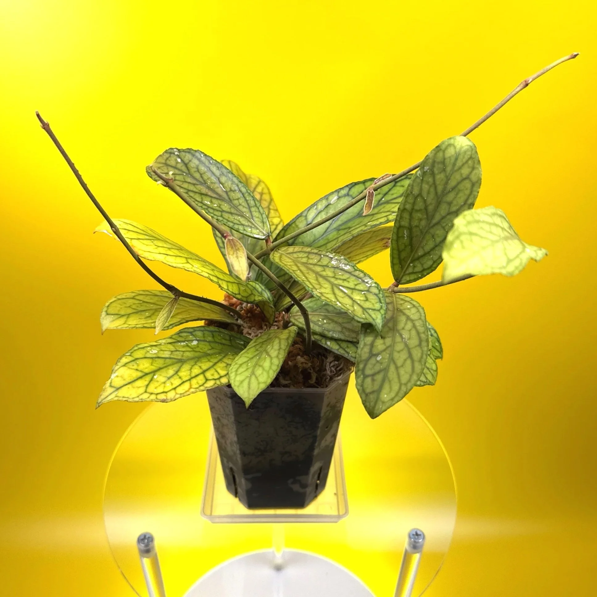 Hoya Tanggamus | Shop Rare Large Leaf Hoya Plants in Sydney, Australia | Melty Plants E-Store, Online