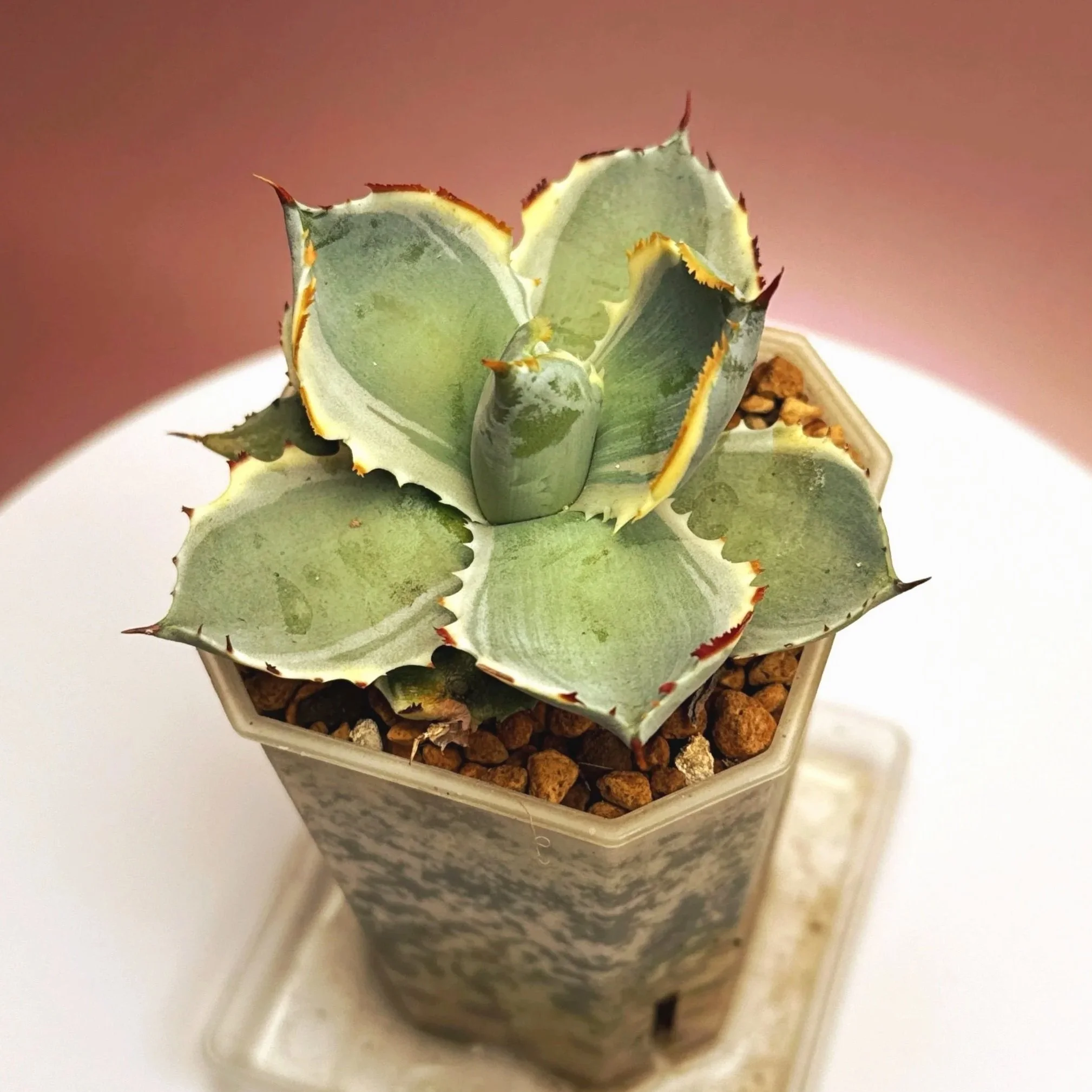 AGAVE Isthmensis Kabutogani Marginata Variegated