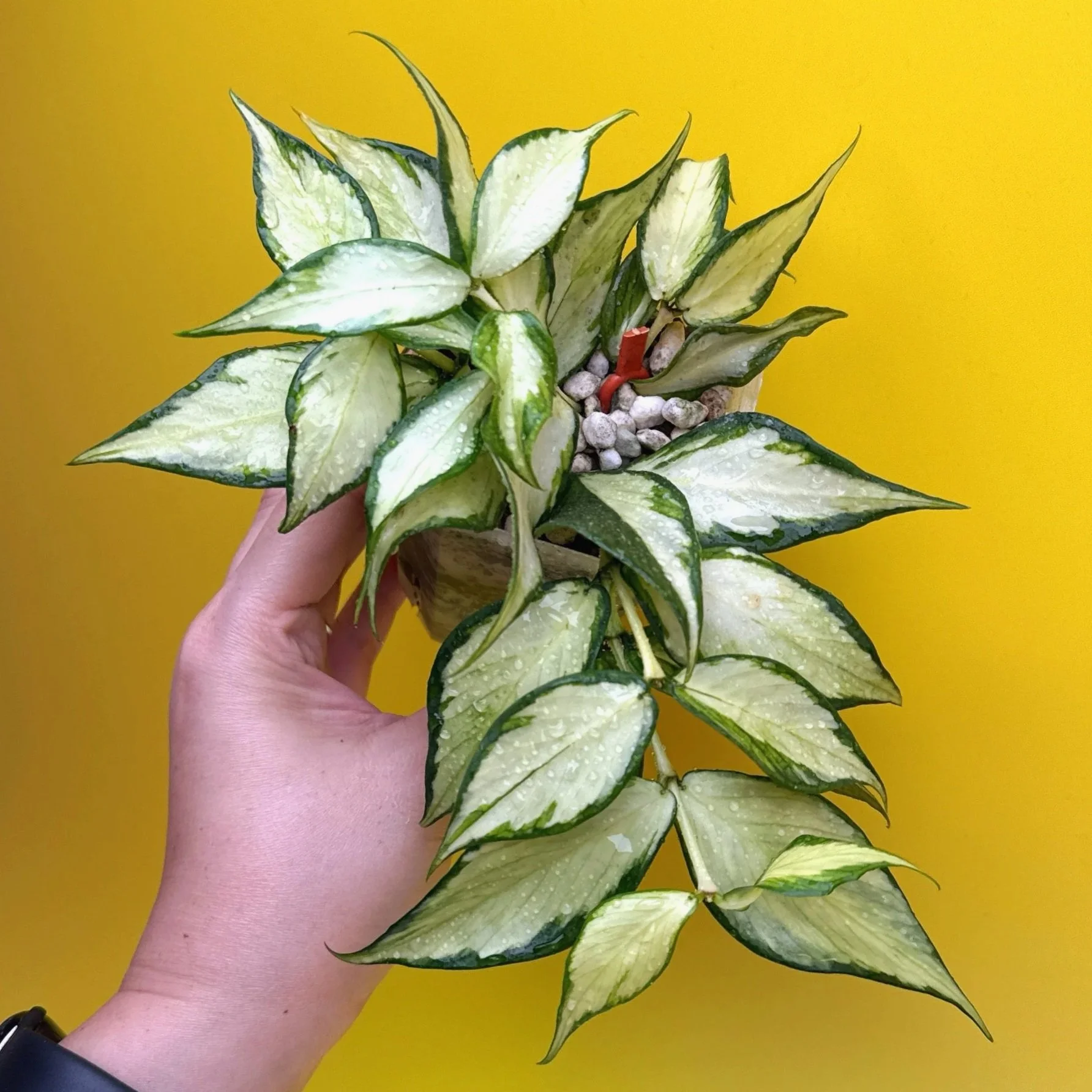 Hoya Polyneura Albomarginata Inner Variegated collector plant