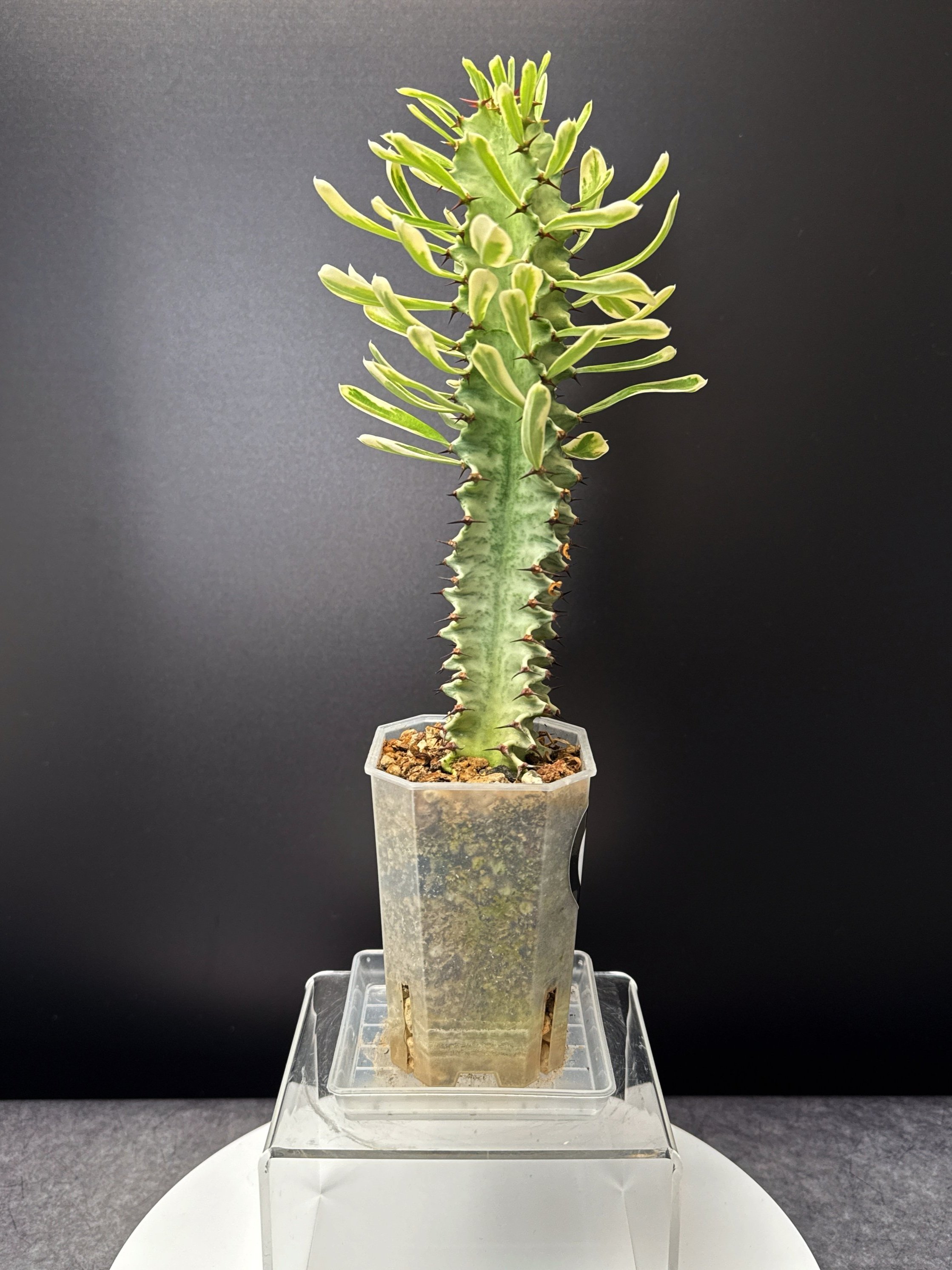 Euphorbia Ammak Variegata Ghost | Shop rare Euphorbia | Melty Plants E-Store Online, Sydney Australia