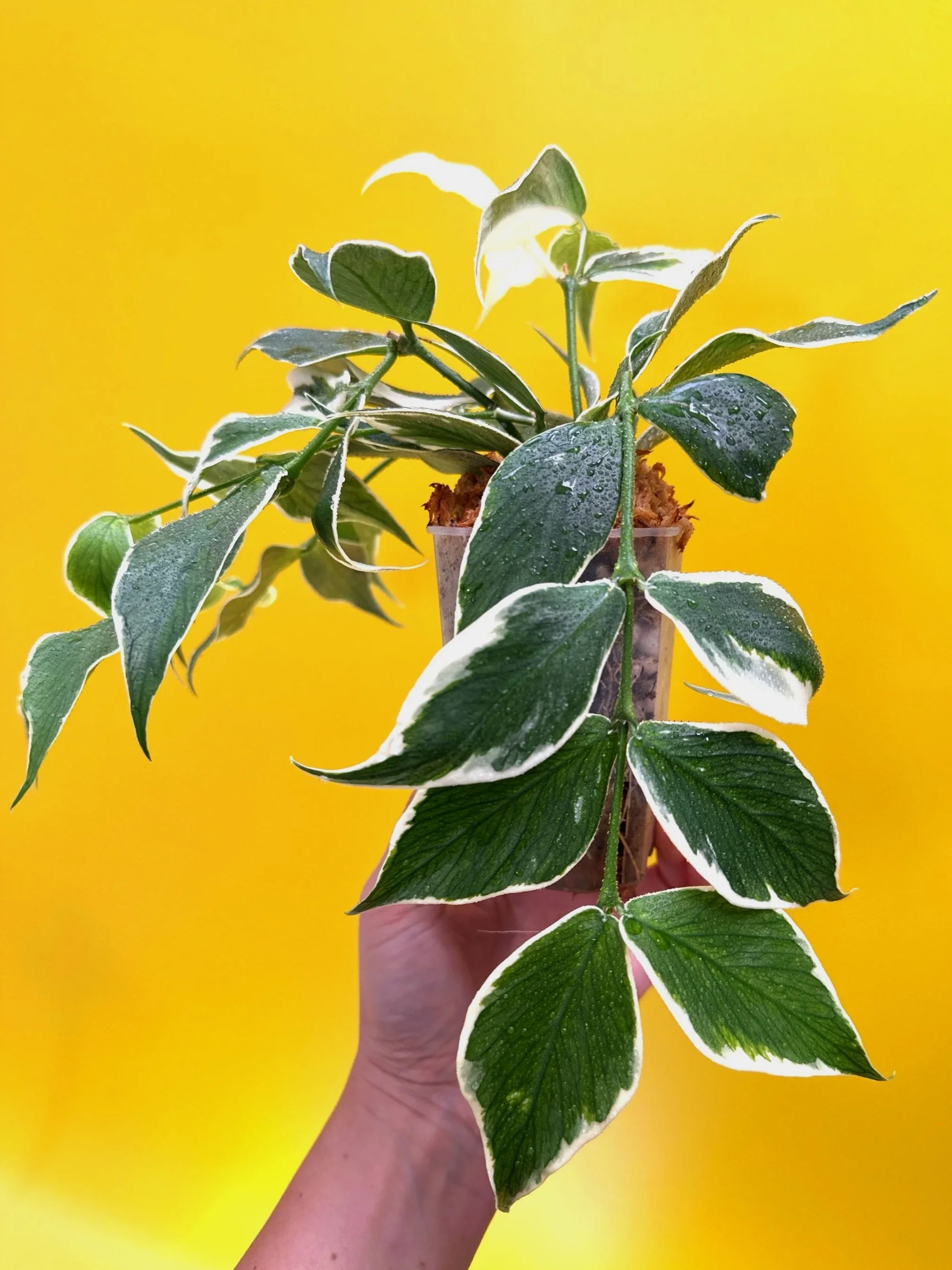 Hoya Polyneura Albomarginata | Shop Rare Hoya Houseplants in Sydney, Australia | Melty Plants E-Store, Online