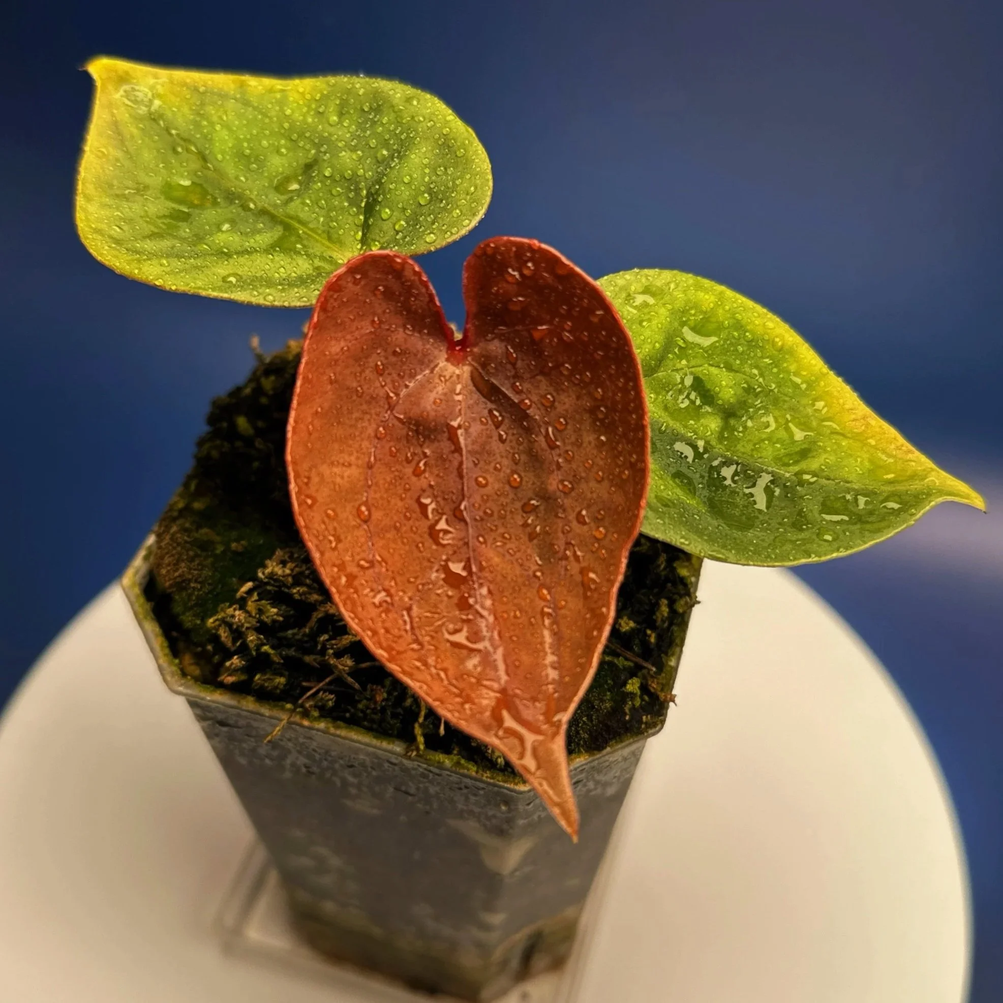 ANTHURIUM Reverse 'Bubble Butt' (Luxurians x Bloodmoon)