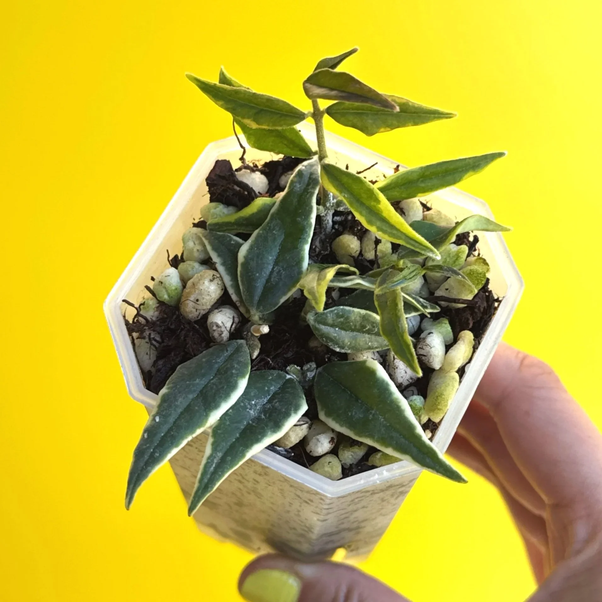 Hoya Bella Albomarginata in a Small Square, Clear Pot for sale | Shop Rare Hoya Houseplants in Sydney, Australia | Melty Plants E-Store Online