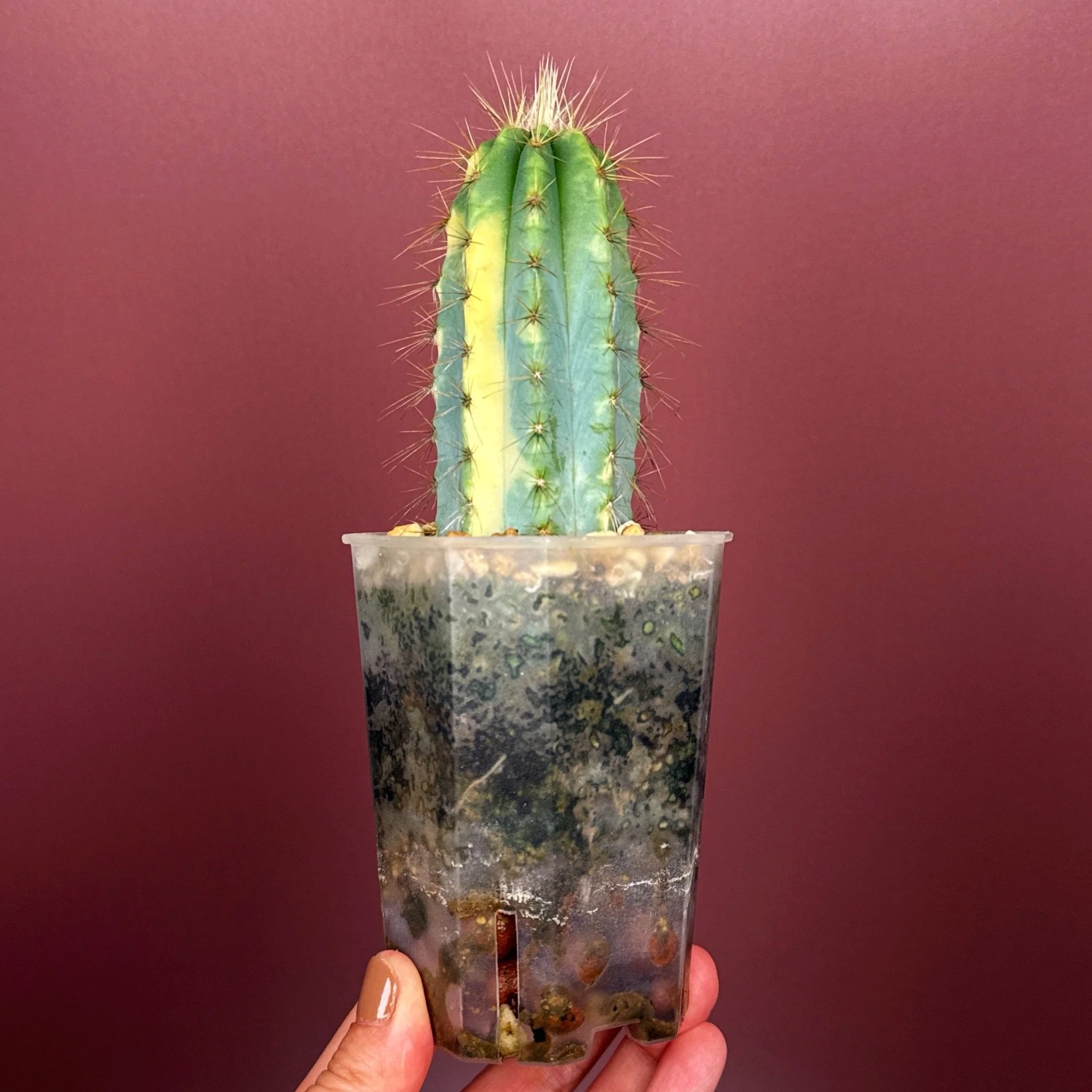 Highly desired and ultra rare Cactus Pilosocereus Pachycladus﻿ Variegated in a medium square sized clear pot for sale from Melty Plants Australia Sydney online store.
