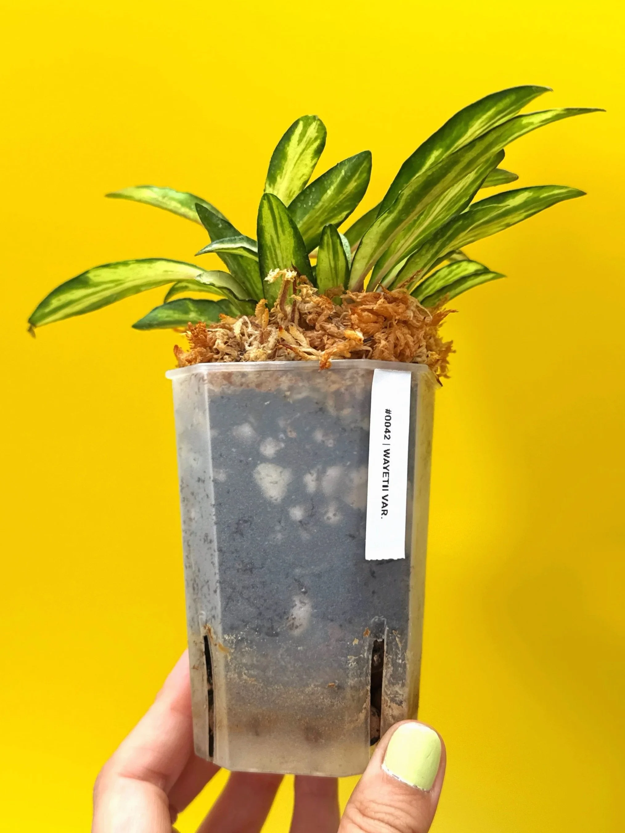 Hoya Wayetii Variegated | Shop Rare Hoya Houseplants in Sydney, Australia | Melty Plants E-Store, Online