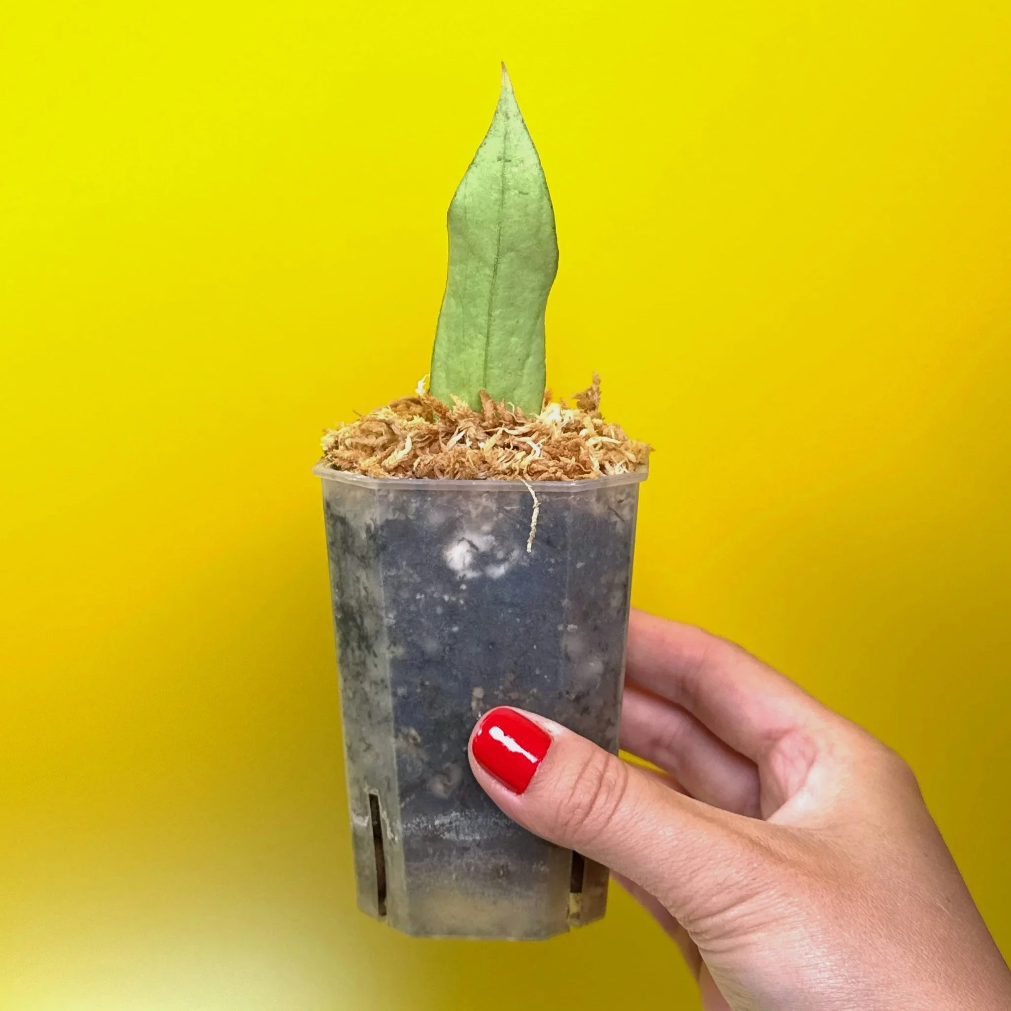 Hoya Sp. Germany Silver | Shop Rare Silver Hoya Houseplants from Sydney, Australia | Melty Plants E-Store Online