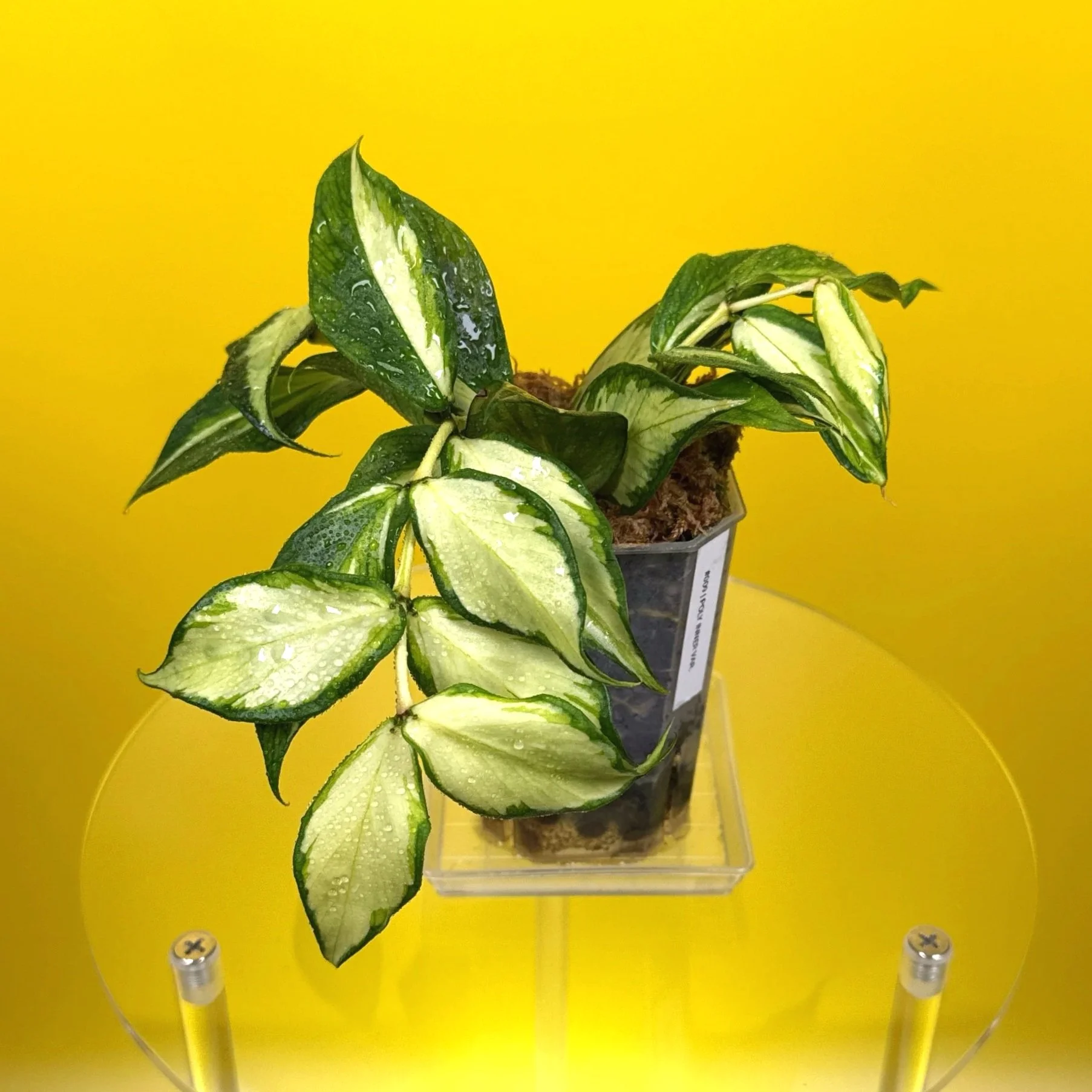 Hoya Polyneura Albomarginata Inner Variegated multi-planted in Small Square Clear Pot for sale | Shop Rare Variegated Hoya Houseplants in Sydney, Australia | Melty Plants E-Store, Online