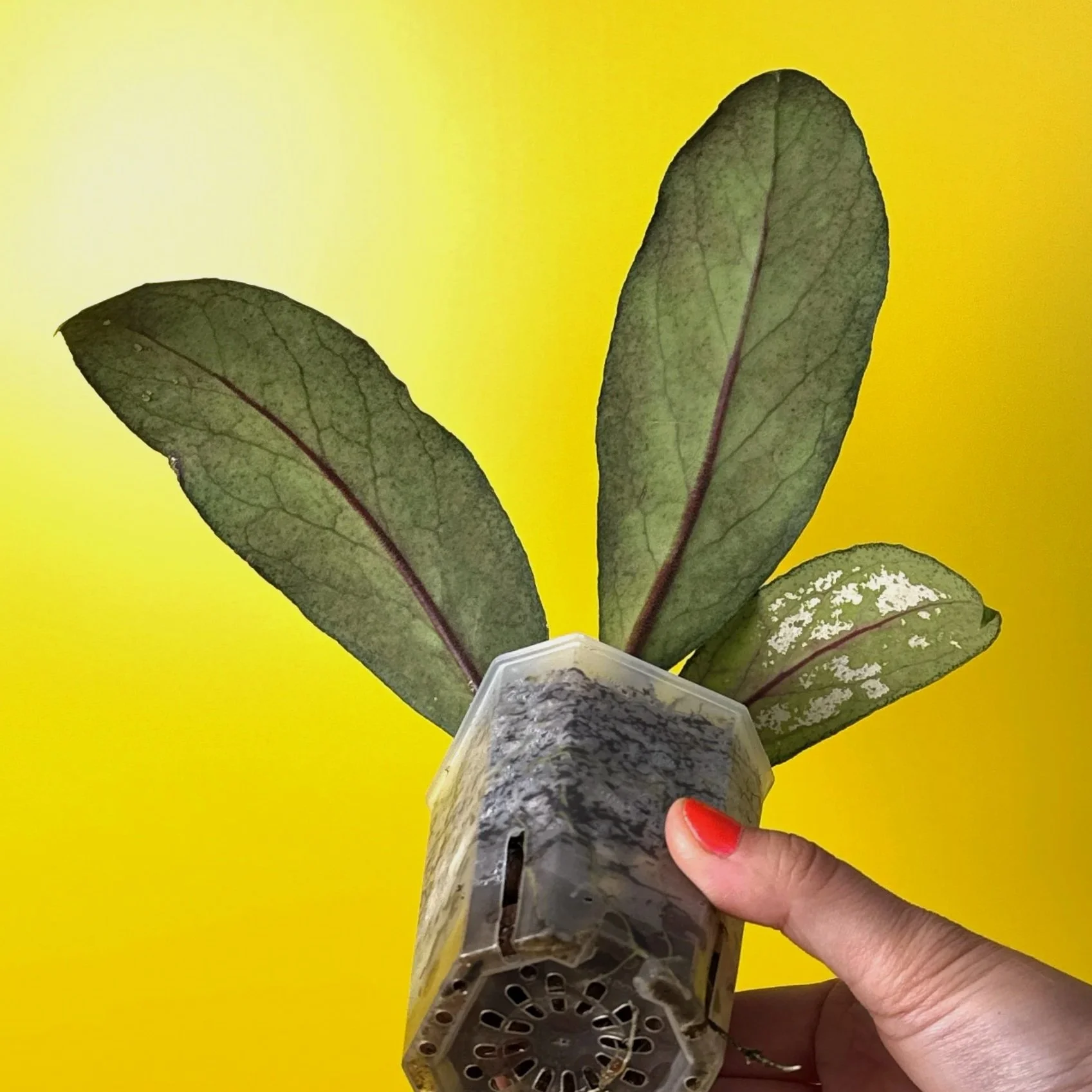 Hoya Tanggamus | Shop Rare Large Leaf Hoya Plants in Sydney, Australia | Melty Plants E-Store, Online