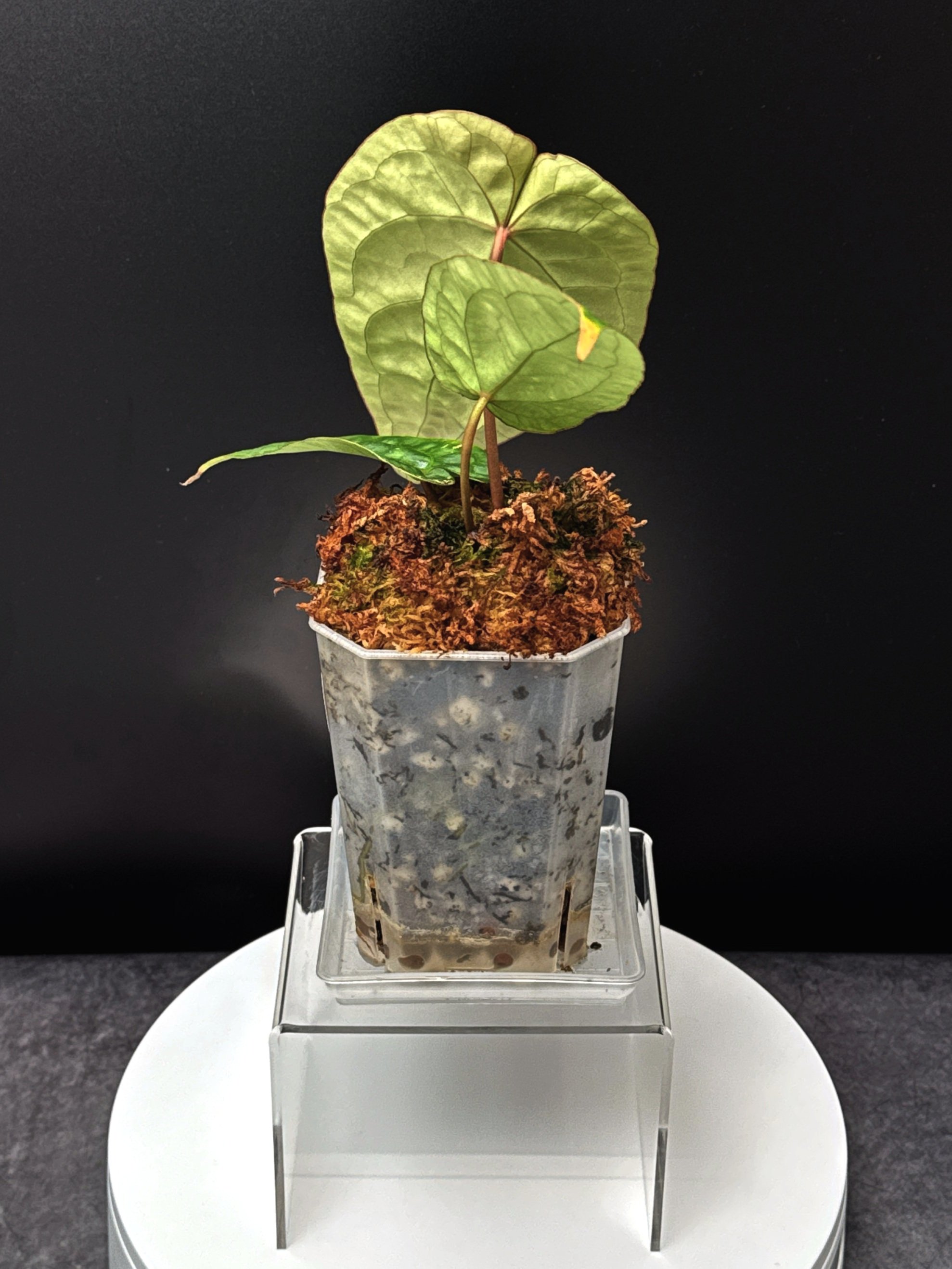 Anthurium Red Eye: ((Hoff x) x Black Cherry) x (Var Forgetii x) in a Medium Clear Square Pot + Saucer | Shop Rare Australian Anthurium Plants in Sydney, Australia | Melty Plants E-Store, Online