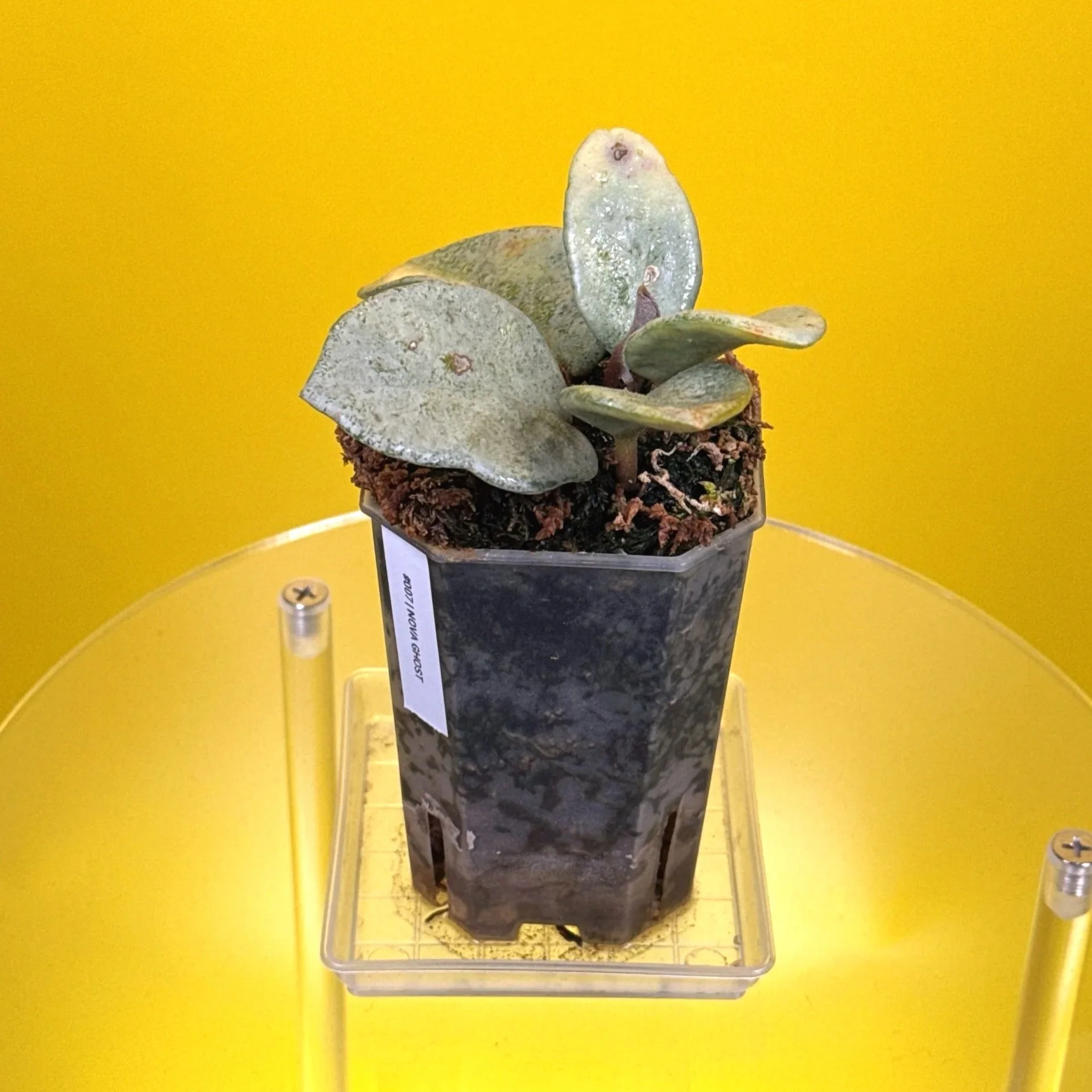 Hoya Carnosa Nova Ghost multi-planted in a small square pot for sale in Sydney, Australia