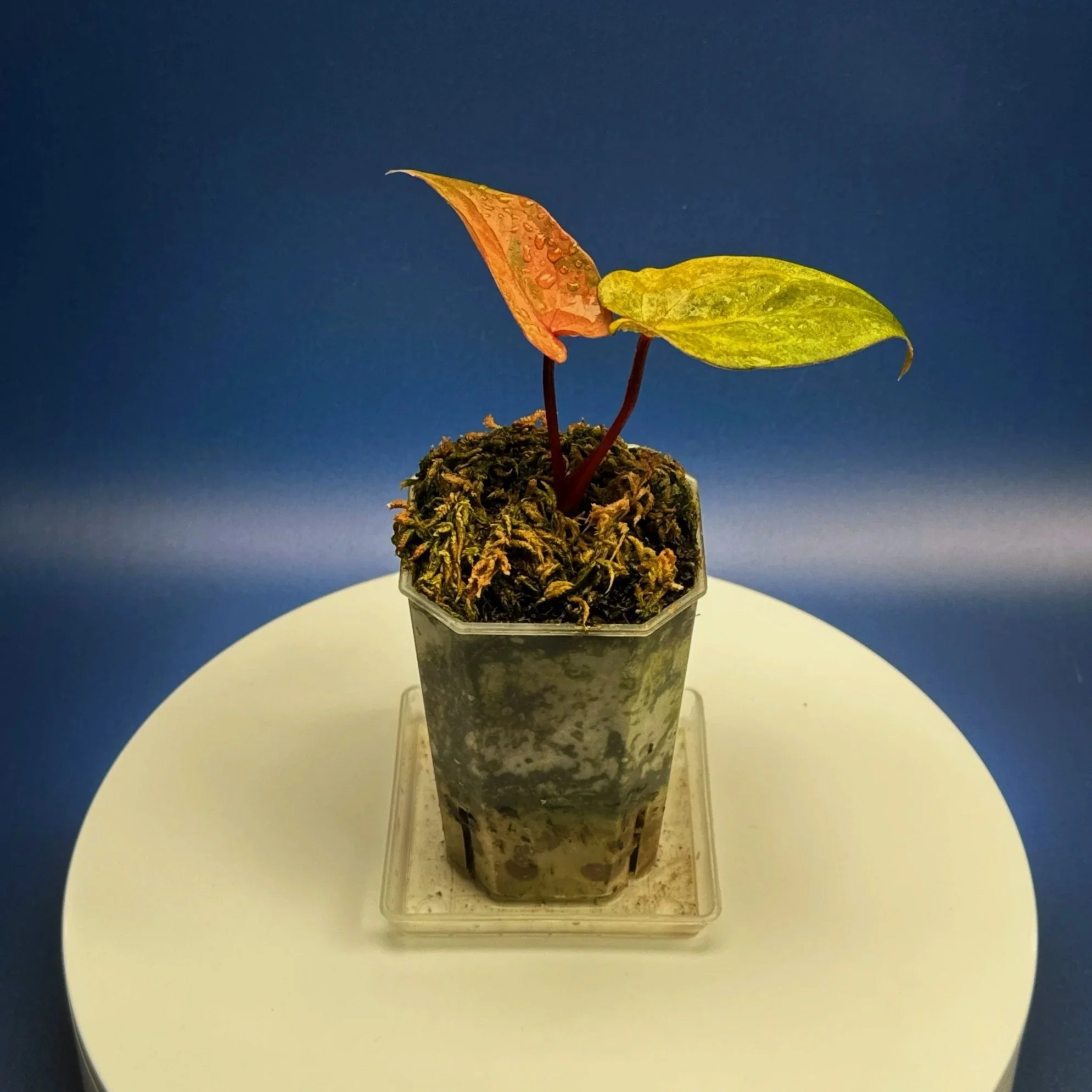 Anthurium Reverse Black Cherry X Red Vein Dark Phoenix Mint Variegated | Shop Ultra Rare Variegated Anthuriums online from Sydney, Australia | Melty Plants E-Store, Online