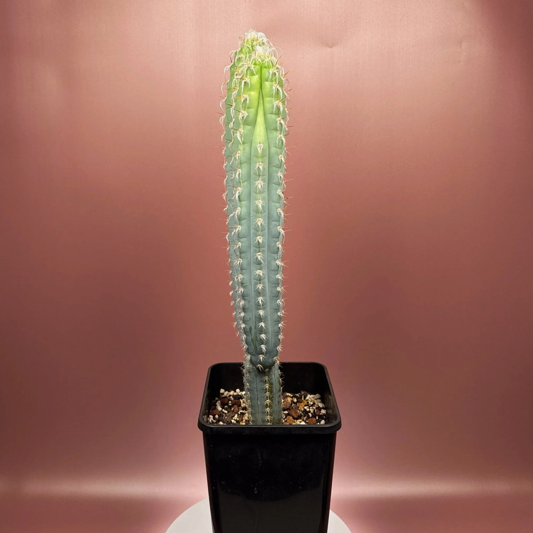 Rare Cactus Pilosocereus Pachycladus﻿ 'Woolly Blue Torch'. A mature double headed specimen. Featured in an extra large square pot for sale on Melty Plants Australia online store in Sydney Australia.