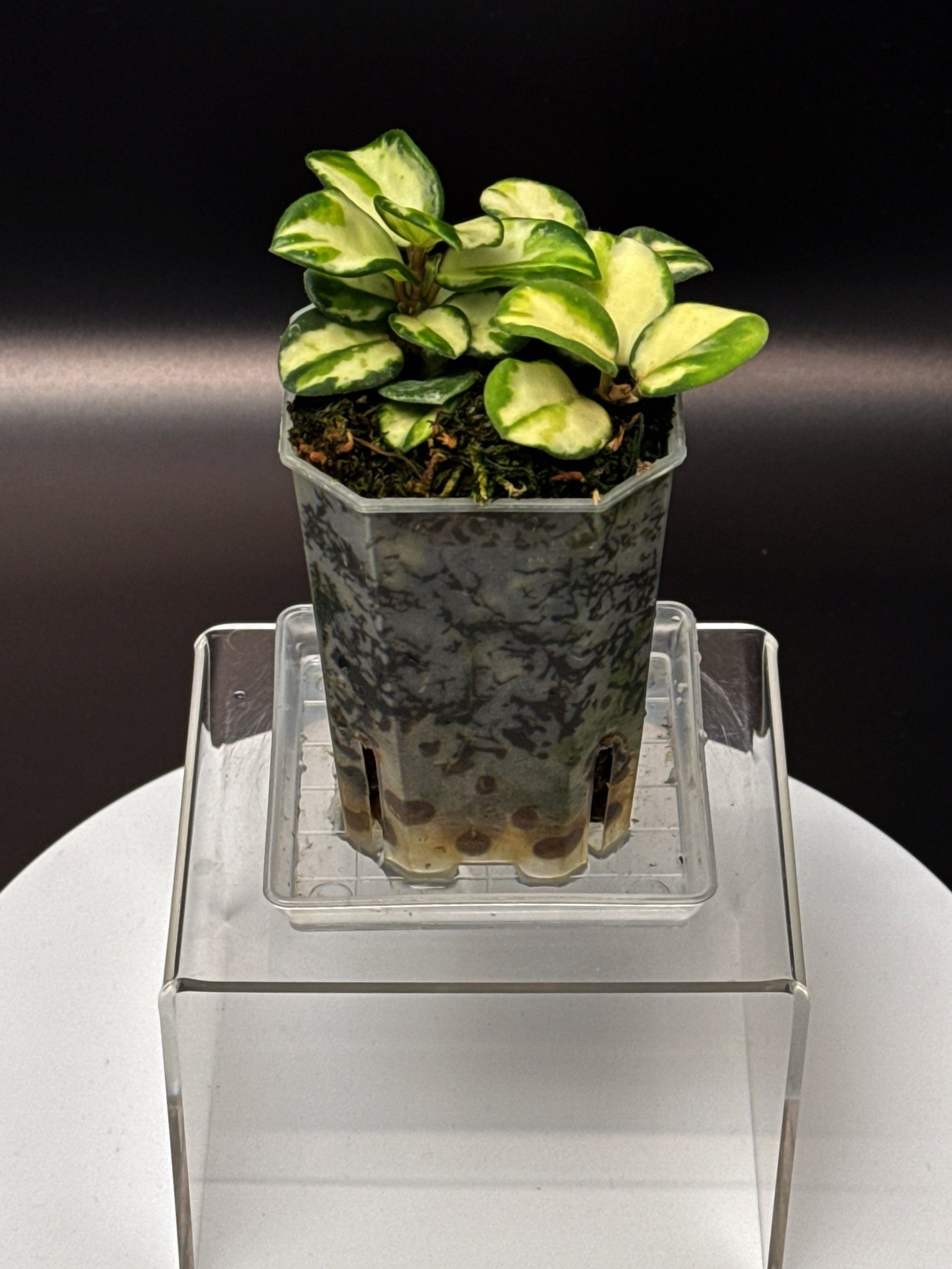 Hoya Mathilde Variegated | Shop Ultra Rare Hoya in Sydney, Australia | Melty Plants E-Store Online