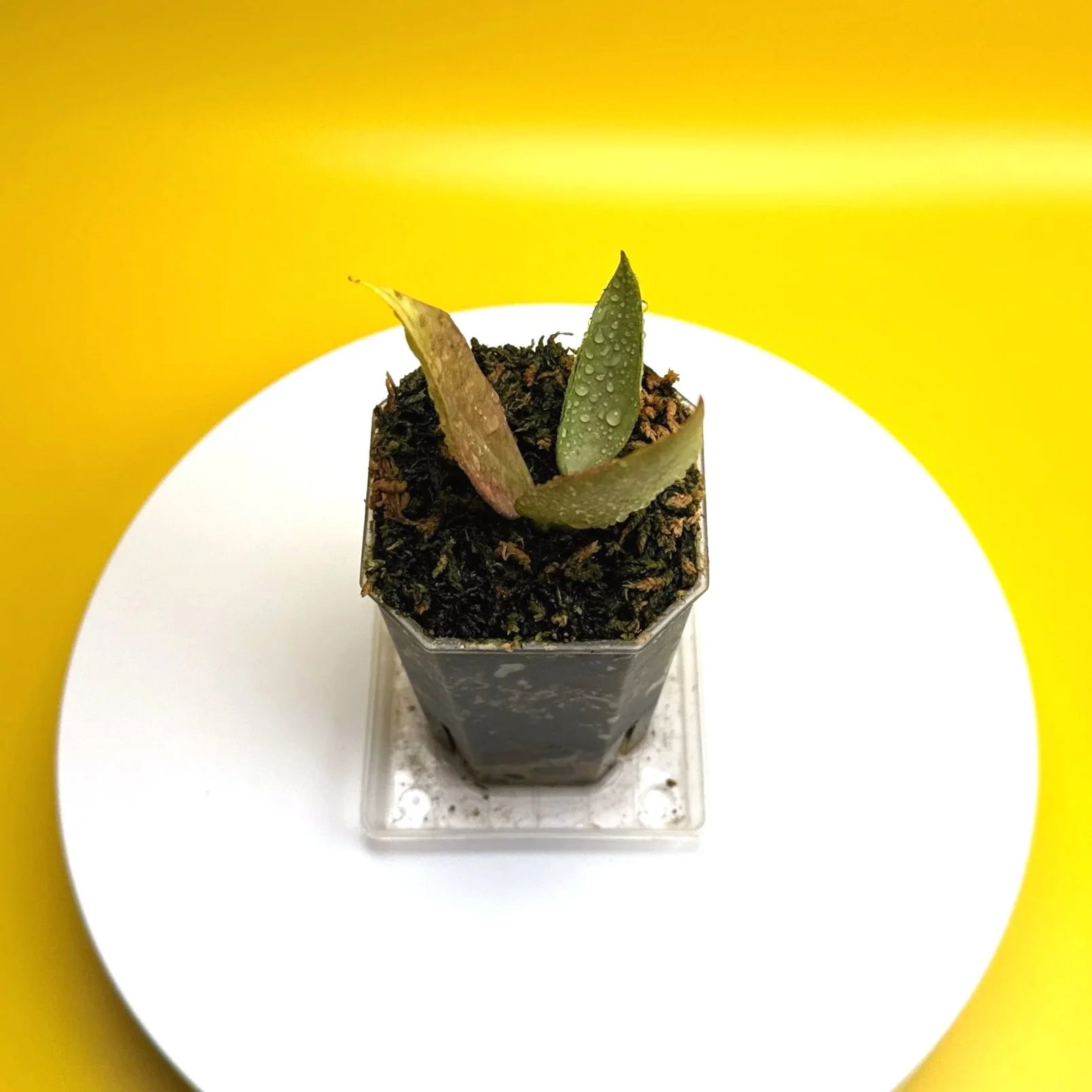 Hoya Sp. Germany Silver | Shop Rare Silver Hoya Houseplants from Sydney, Australia | Melty Plants E-Store Online