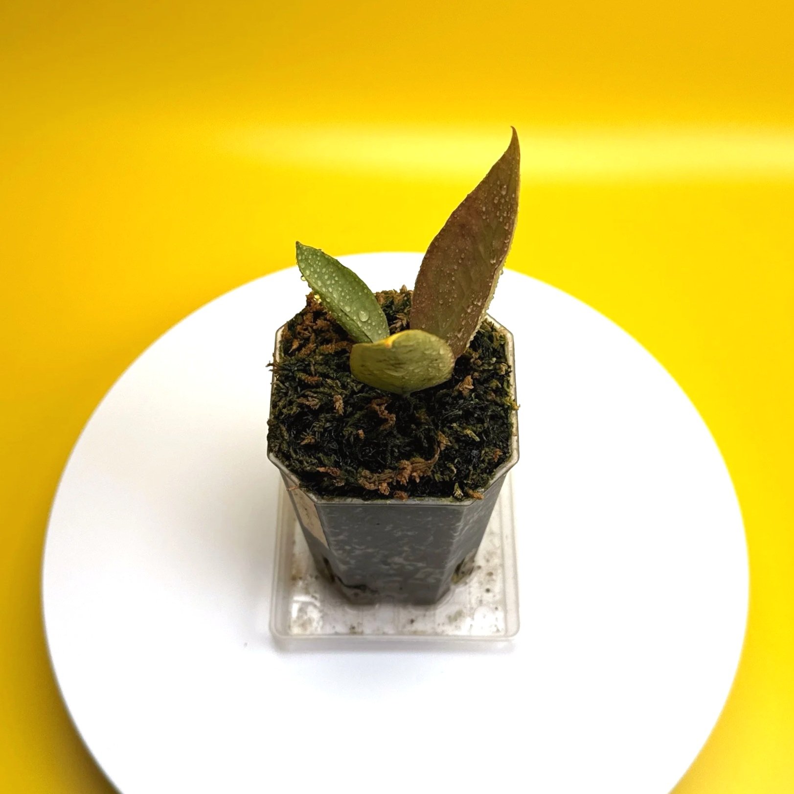 Hoya Sp. Germany Silver | Shop Rare Silver Hoya Houseplants from Sydney, Australia | Melty Plants E-Store Online