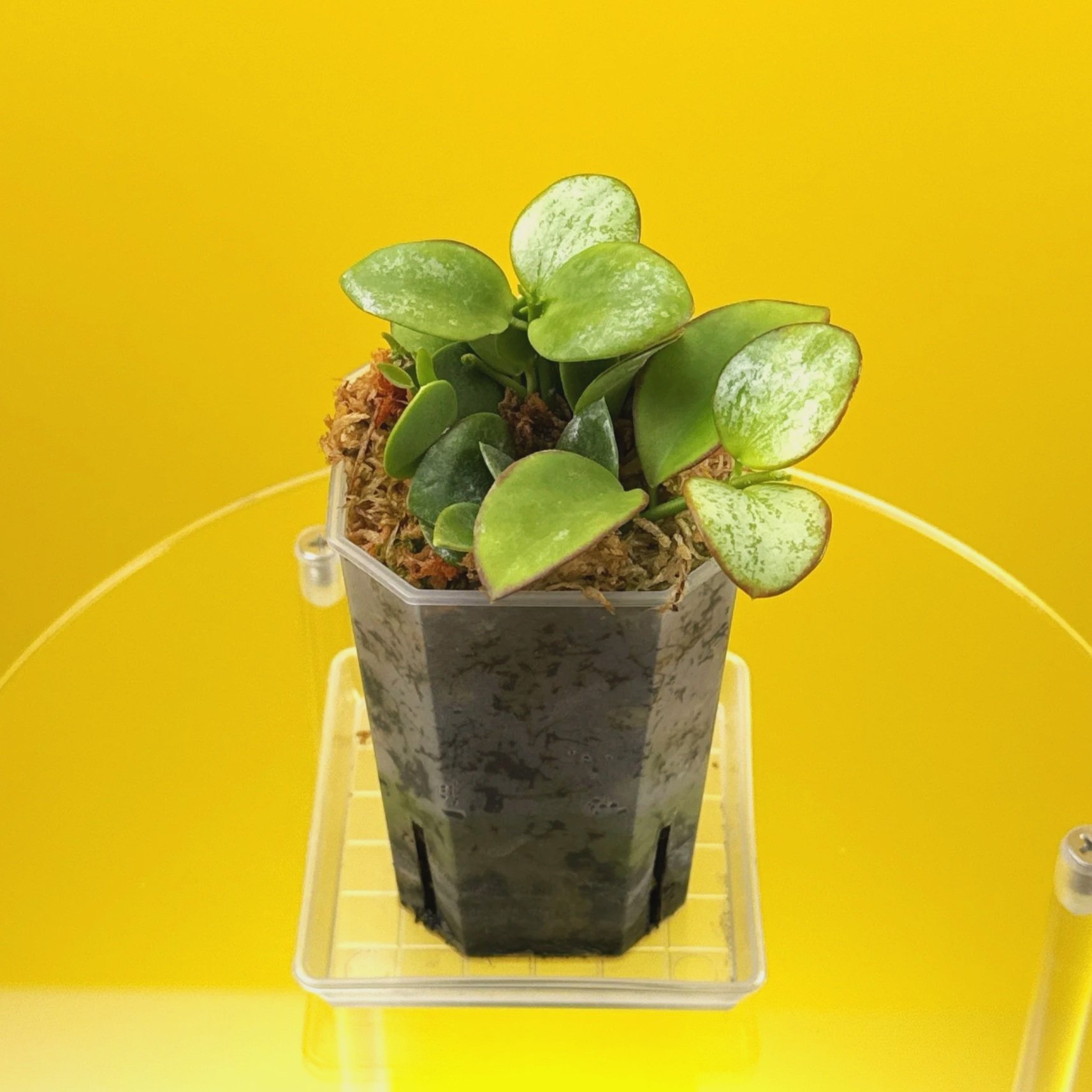 Hoya Collina in a small clear square pot for sale | Shop Rare Hoya Plants in Sydney, Australia | Melty Plants E-Store, Online