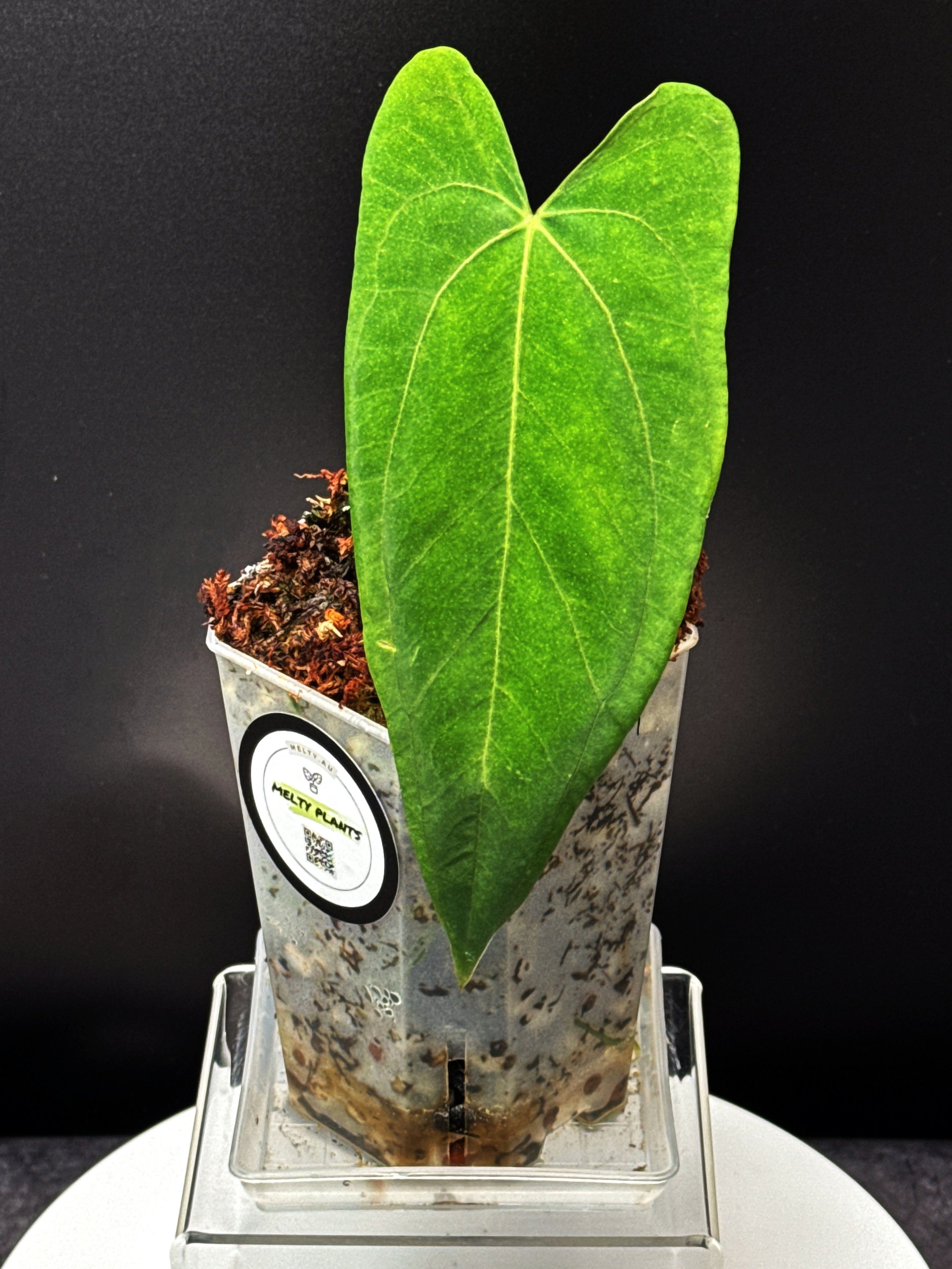 Anthurium Midnight Port: Midnight Velvet 'Hurricane' x Indonesian Portillae) | Shop Rare Anthurium Houseplants in Sydney, Australia | Melty Plants E-Store, Online