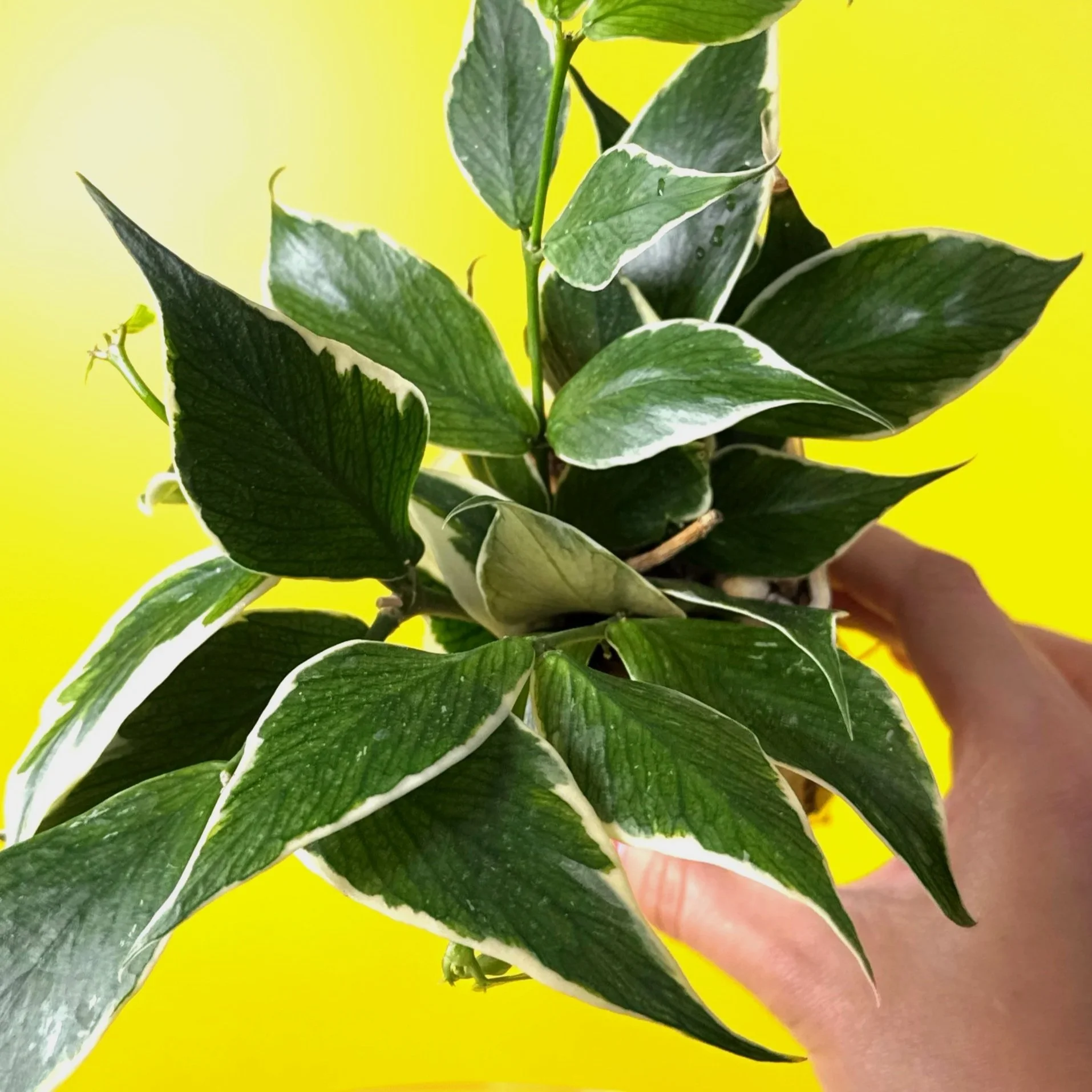 Hoya Polyneura Albomarginata | Shop Rare Hoya Houseplants in Sydney, Australia | Melty Plants E-Store, Online