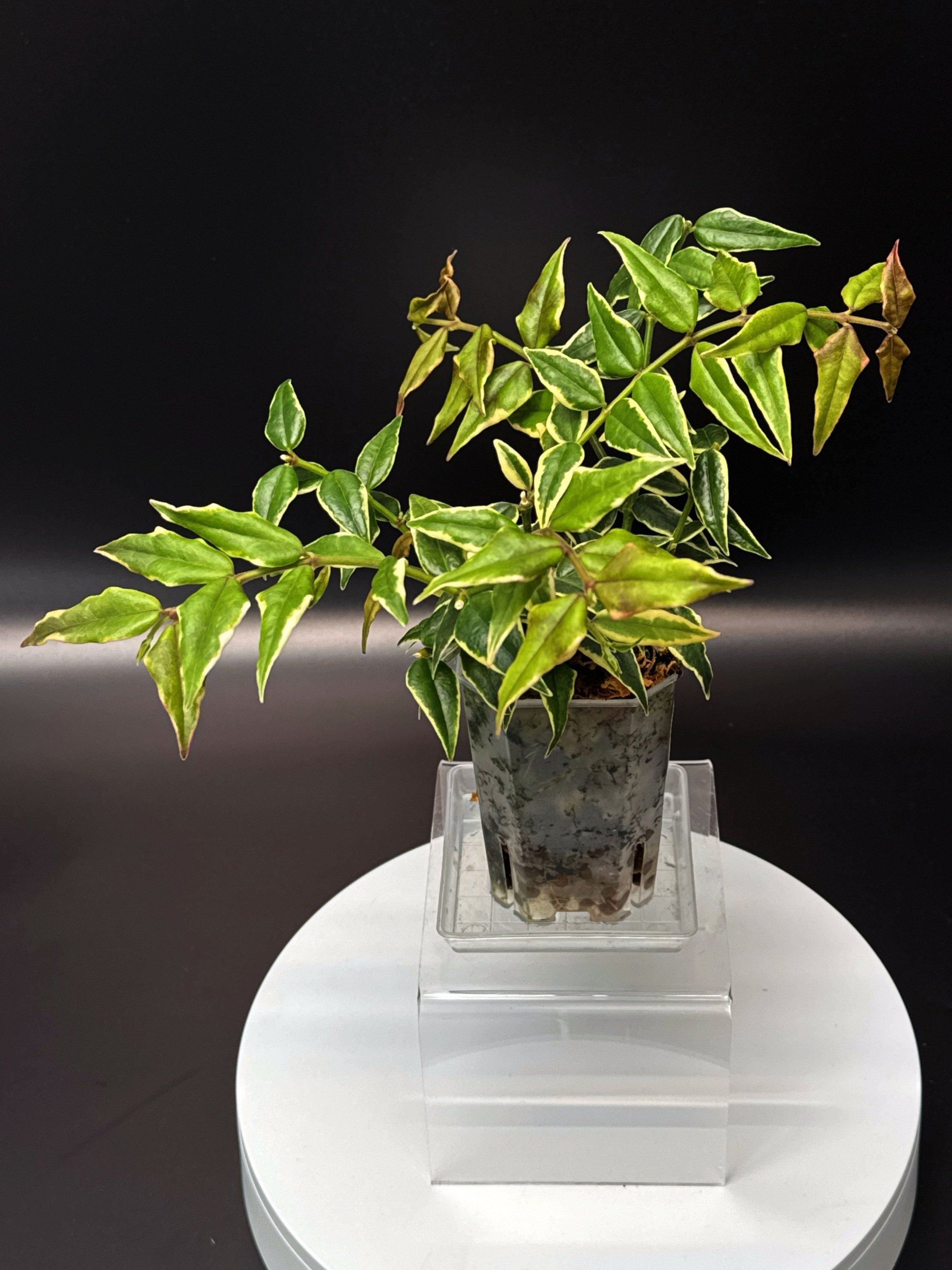 Hoya Bella Albomarginata in a Small Square, Clear Pot for sale | Shop Rare Hoya Houseplants in Sydney, Australia | Melty Plants E-Store Online