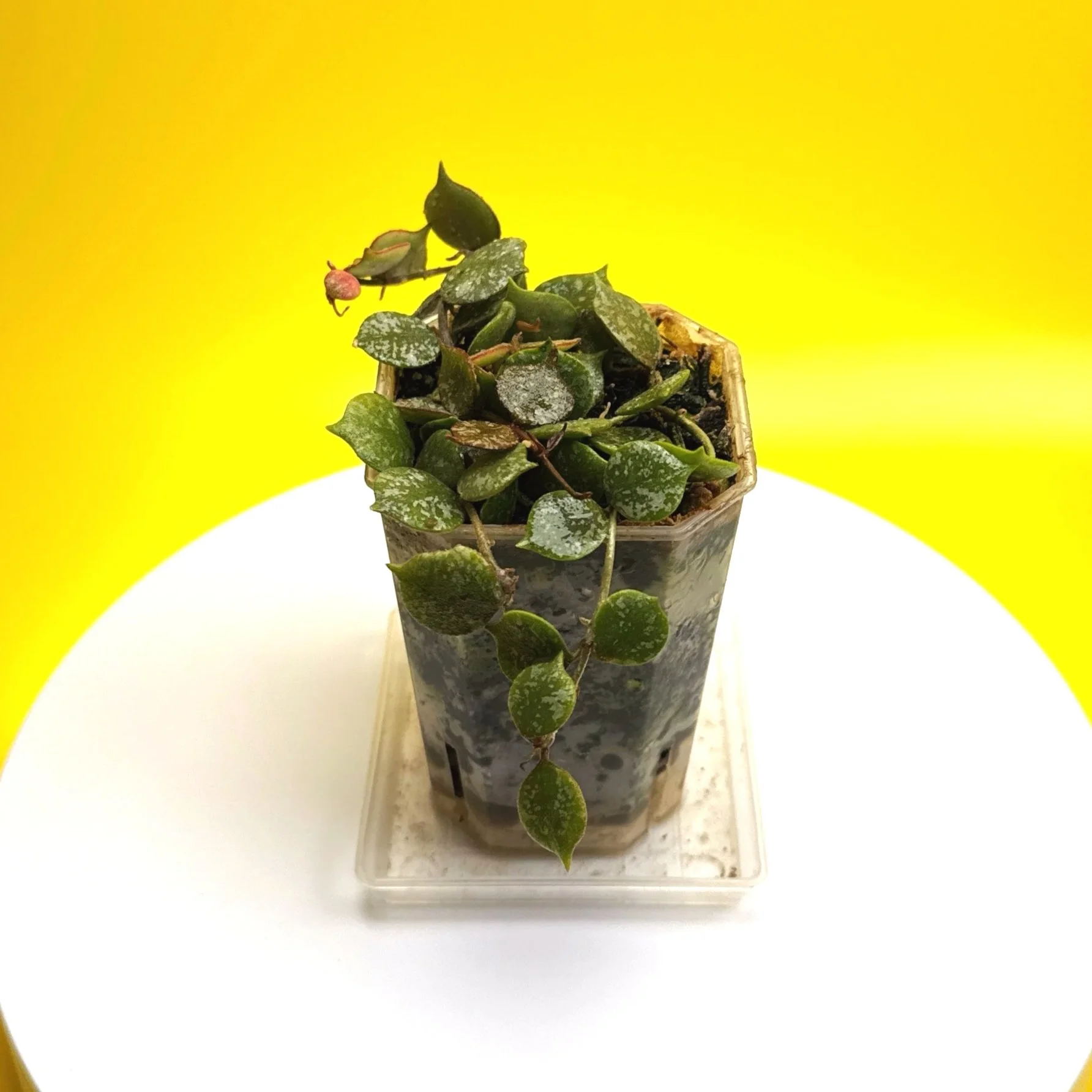 Hoya Curtisii multi-planted in a Small Square Clear Pot for sale | Shop Rare Hoya Houseplants in Sydney, Australia | Melty Plants E-Store, Online