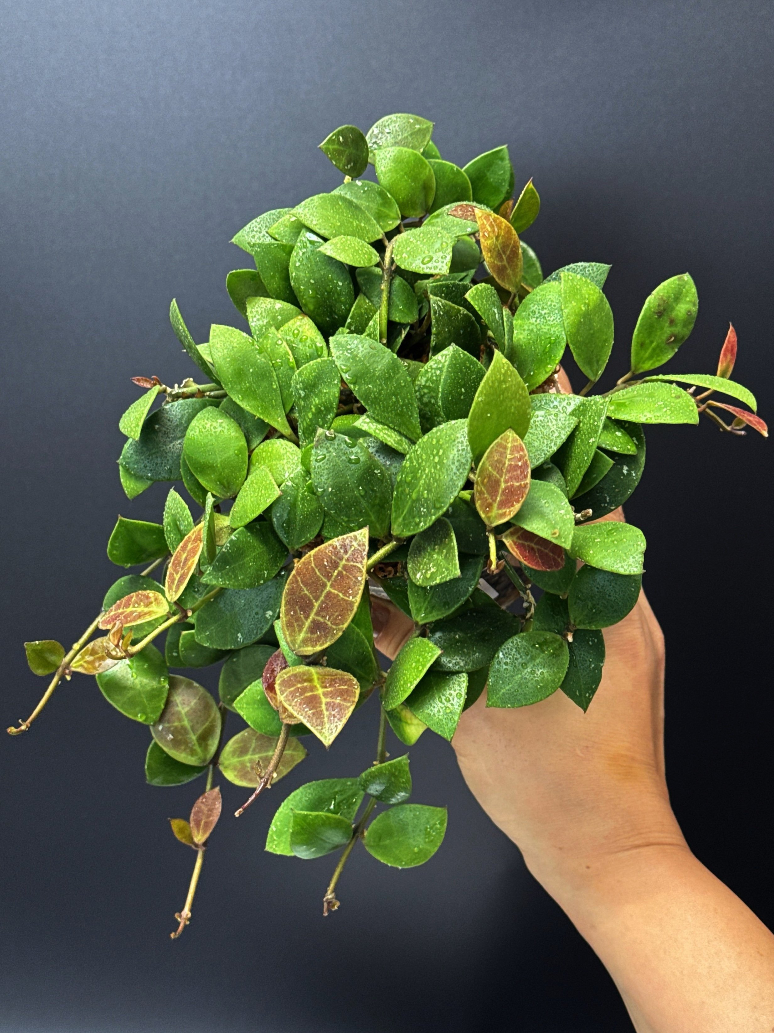 HOYA Rebecca