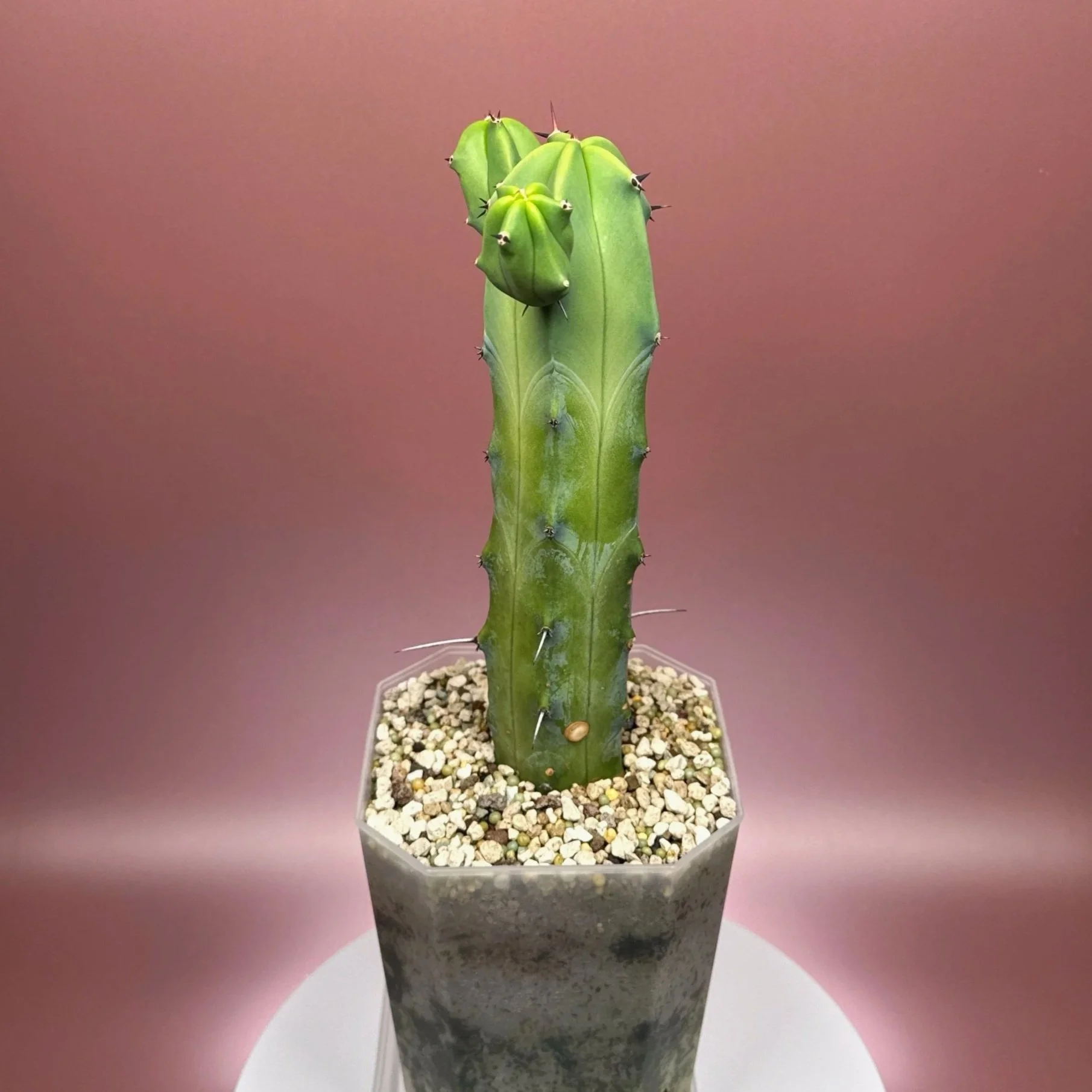 Cactus Myrtillocactus Geometrizans﻿ 'Blue Candle' | Shop Rare Blue Cacti in Sydney, Australia | Melty Plants E-Store, Online