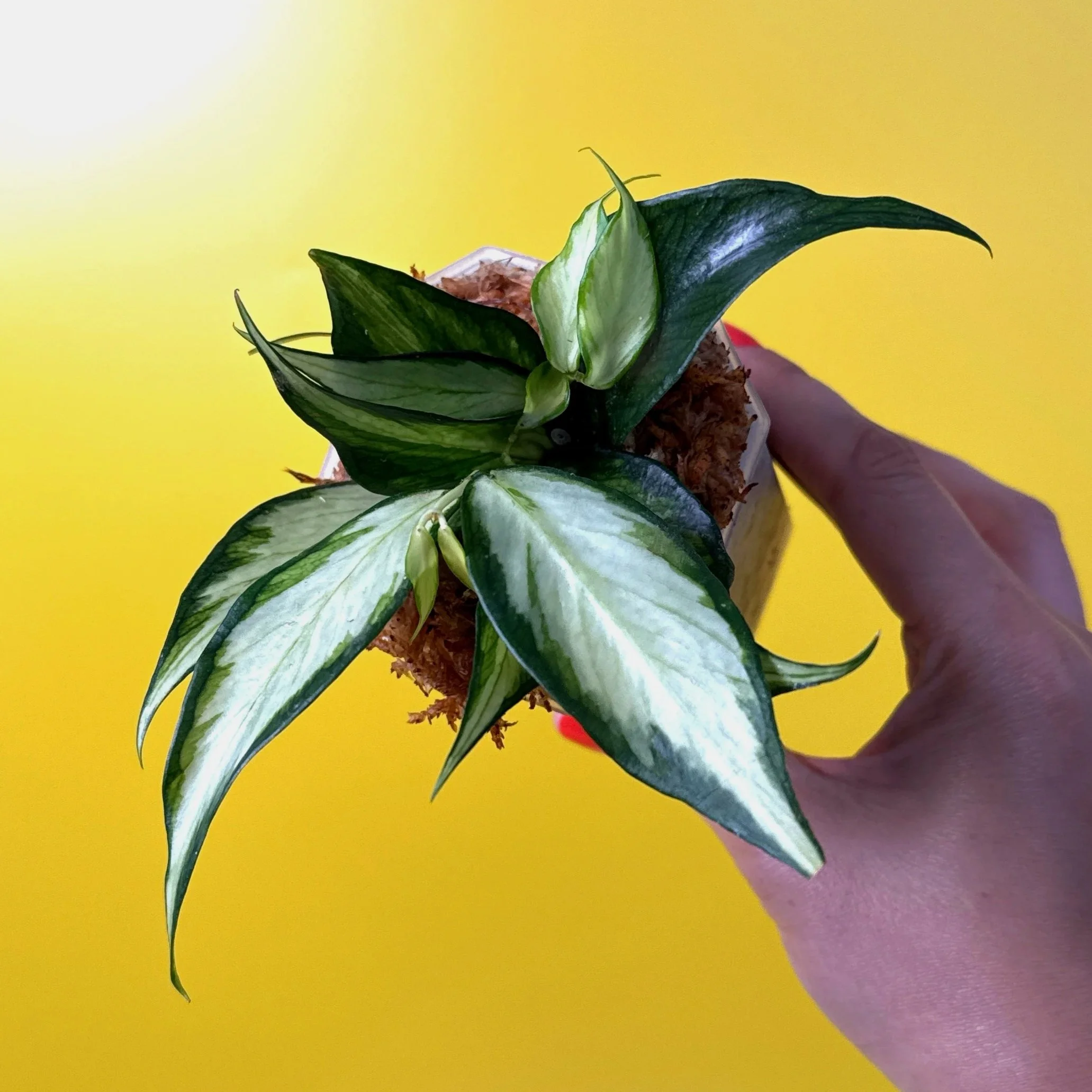 HOYA Polyneura Albomarginata β Inner Variegated