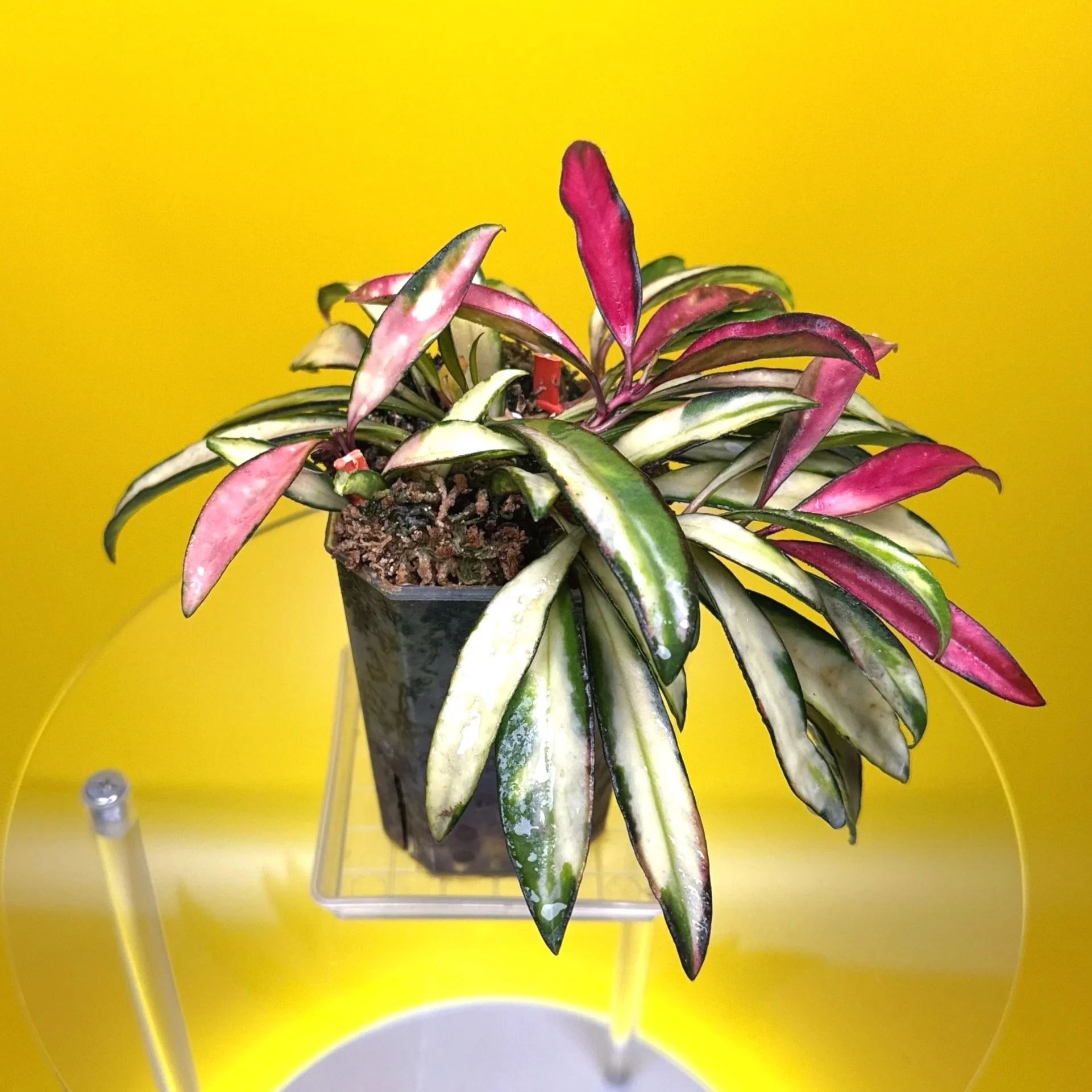 Hoya Wayetii Variegata | Shop Rare and Variegated Hoya Houseplants in Sydney, Australia | Melty Plants Australia E-Store, Online