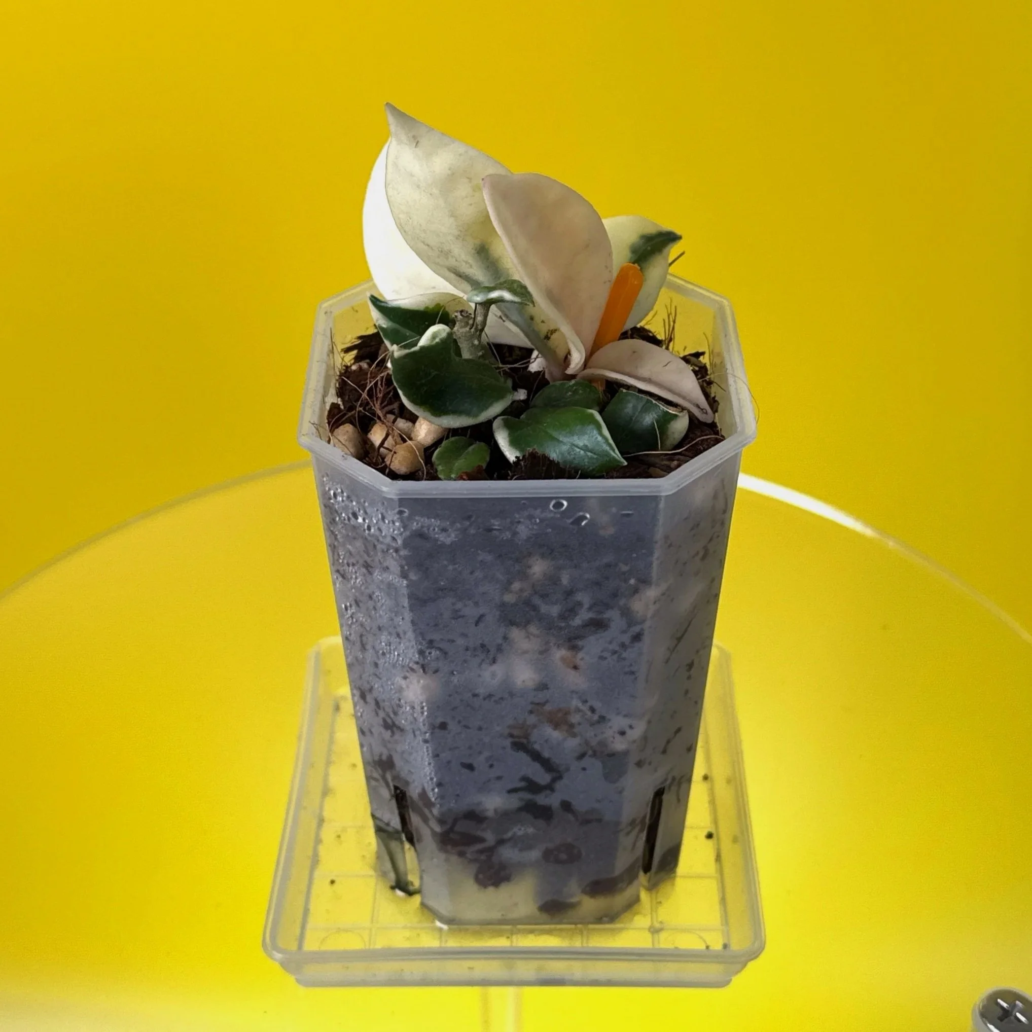 Hoya Carnosa Holiana | Shop Rare Variegated Hoya Houseplants in Sydney, Australia | Melty Plants E-Store, Online