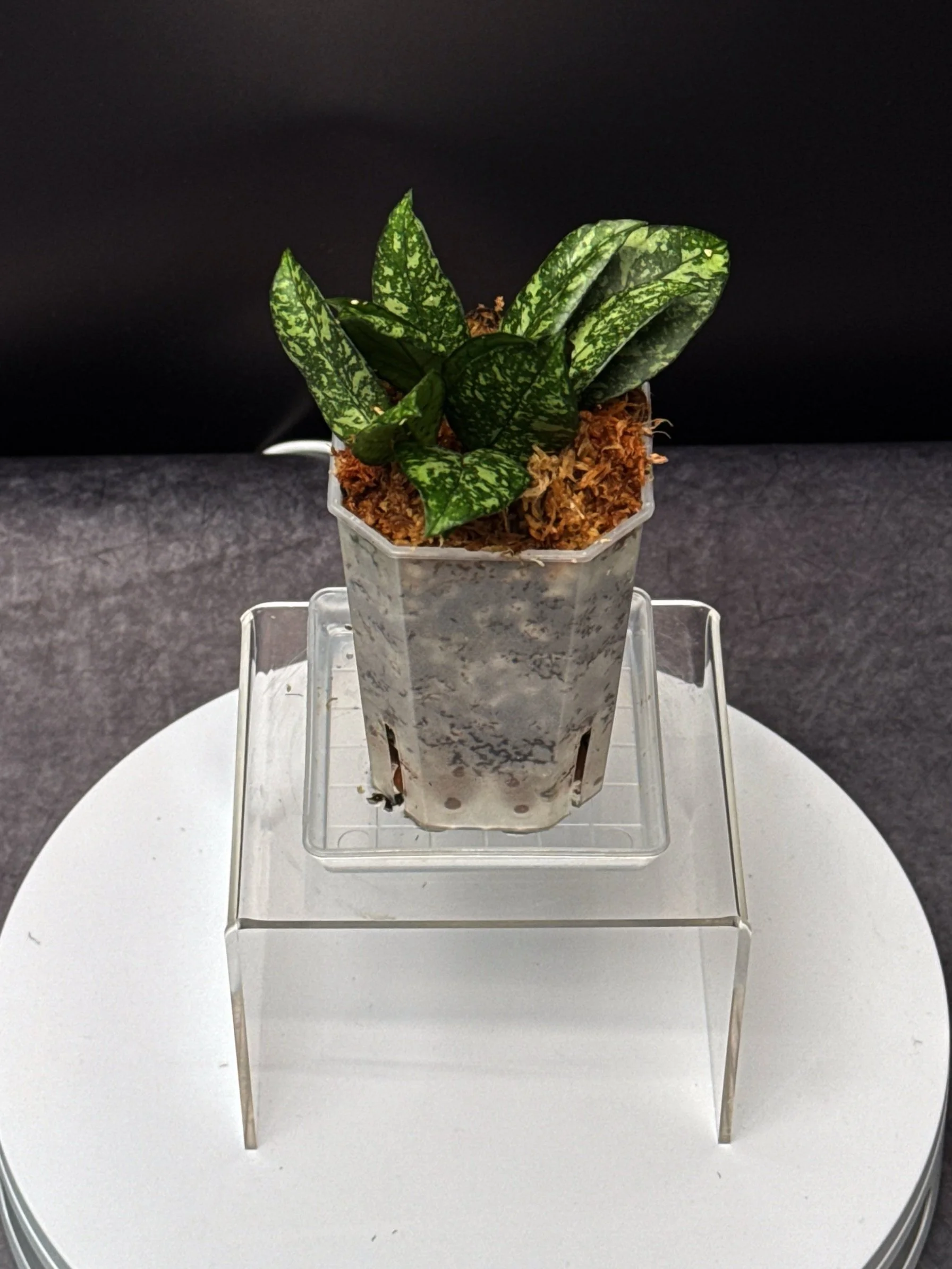 Hoya Crassipetiolata Splash multi-planted in a small square pot for sale | Shop Rare Hoya Houseplants in Sydney, Australia | Melty Plants E-Store, Online