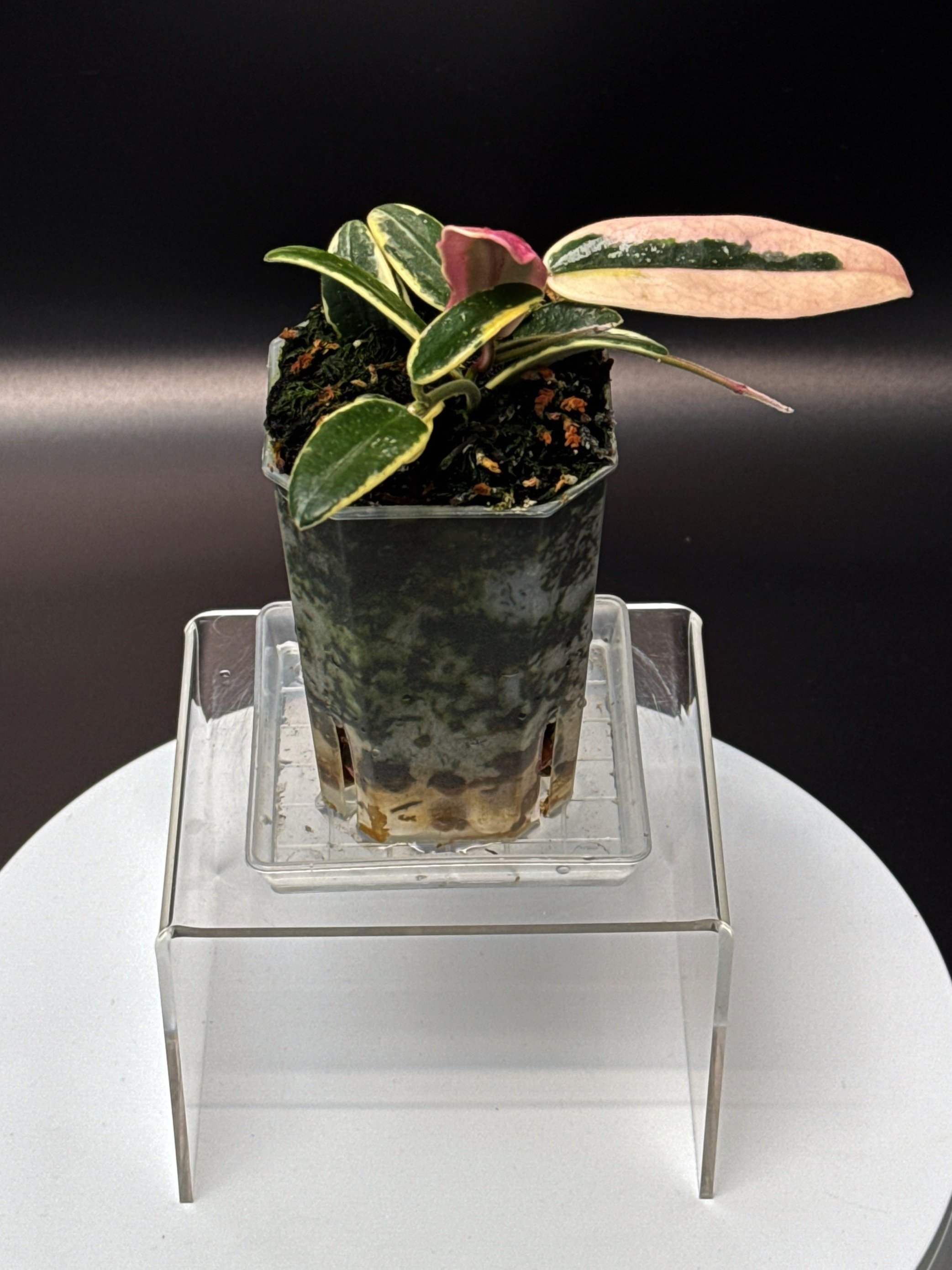 Hoya Lyi Pink Prism Albomarginata multi-planted in a Small Square Clear Pot for sale | Shop Rare Hoya Houseplants in Sydney, Australia | Melty Plants E-Store, Online