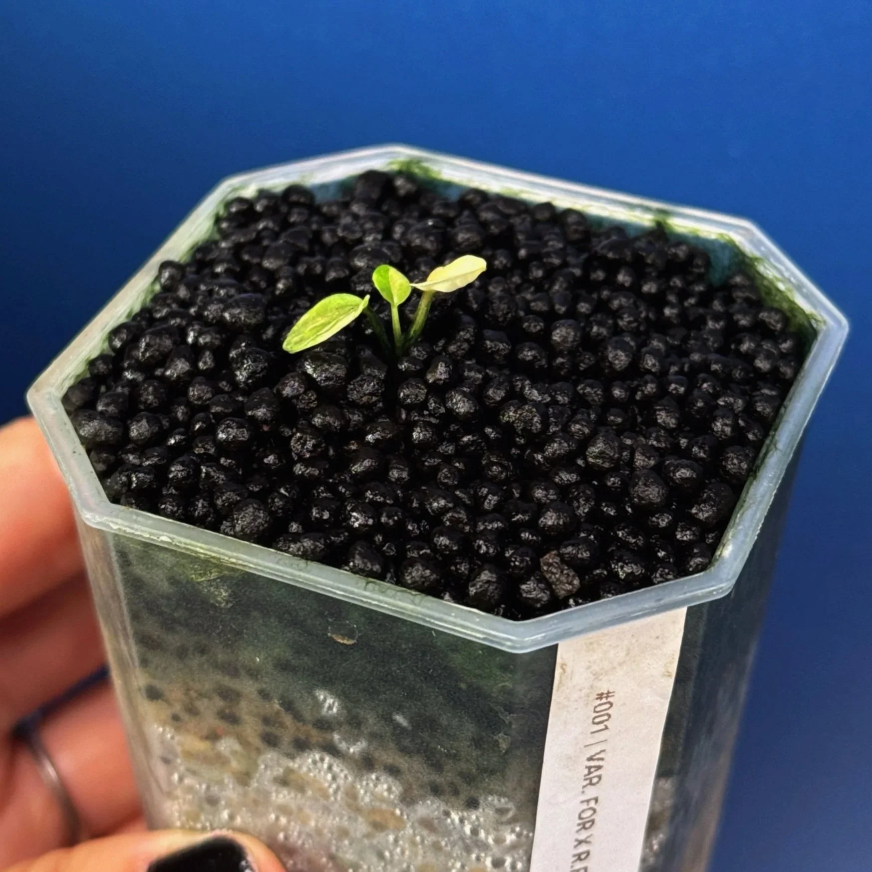 Anthurium Variegated Forgetii x Red Forgetii -Variegated | Shop Ultra Rare Variegated Anthuriums online from Sydney, Australia | Melty Plants E-Store