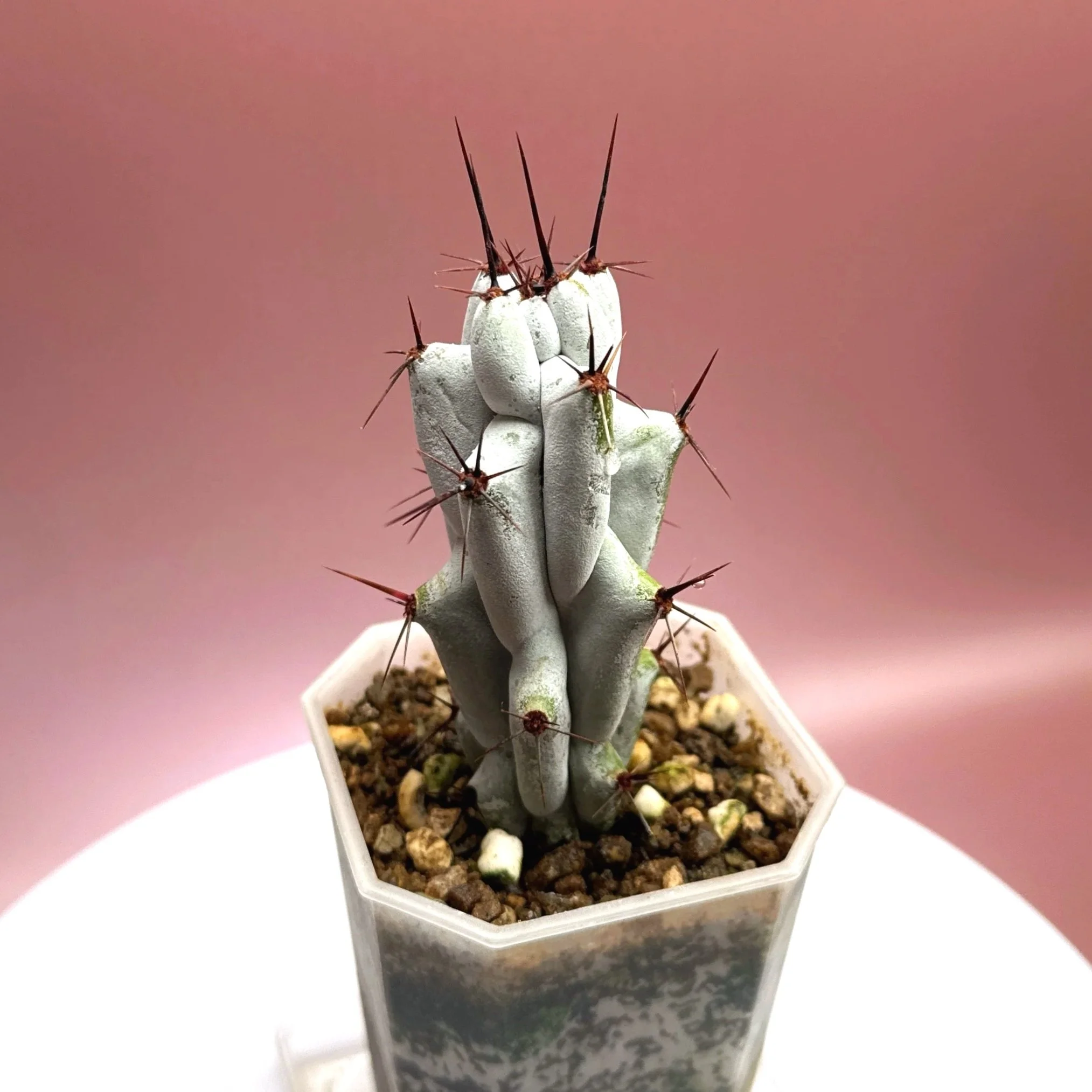 CACTUS Stenocereus Beneckei 'Caterpillar' | Rare Collector Plant Specialists | Melty Plants Australia